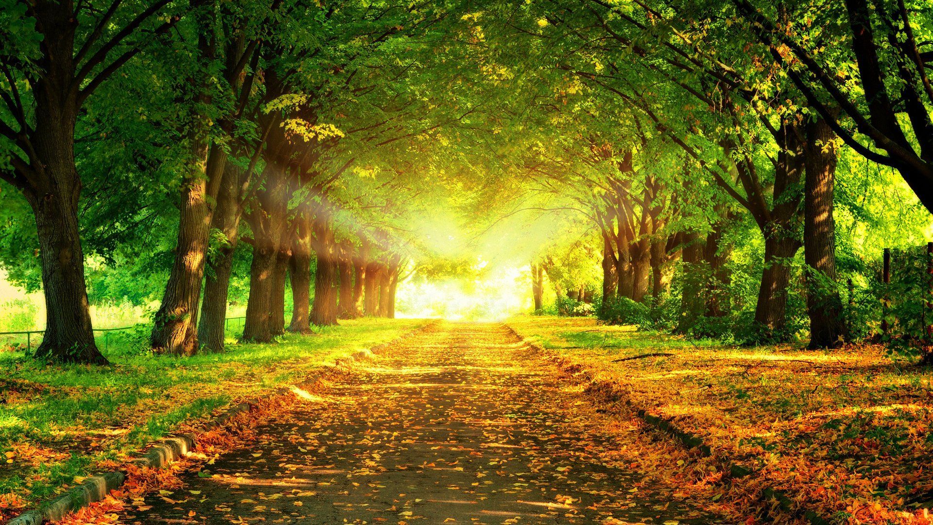 1920x1080 Download Sunlight Tree Bright Photography Park HD Wallpaperx1080