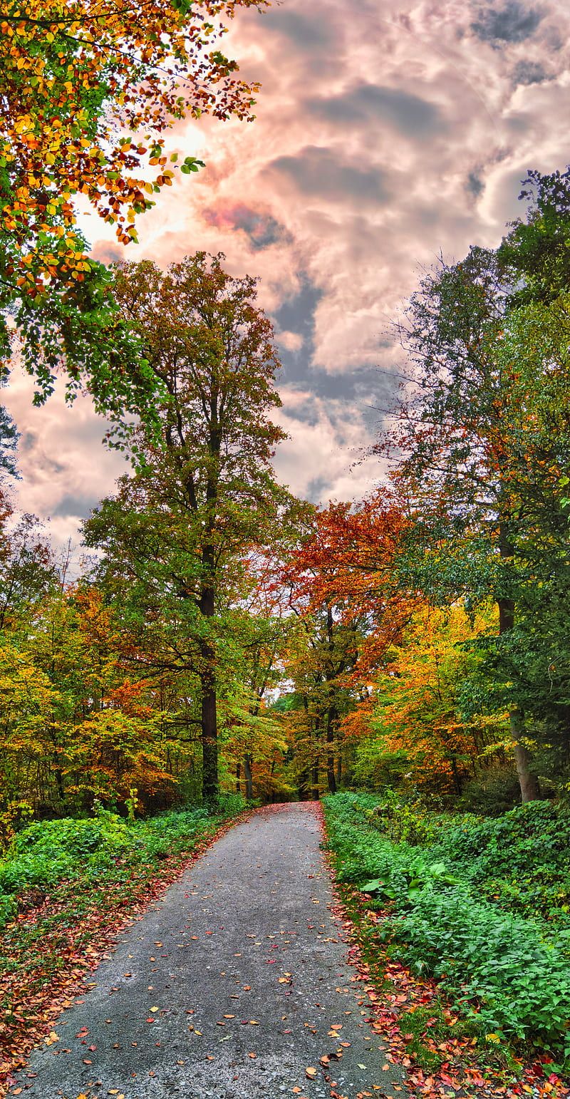800x1542 Path, forest, trees, autumn, nature, bright, HD phone wallpaper