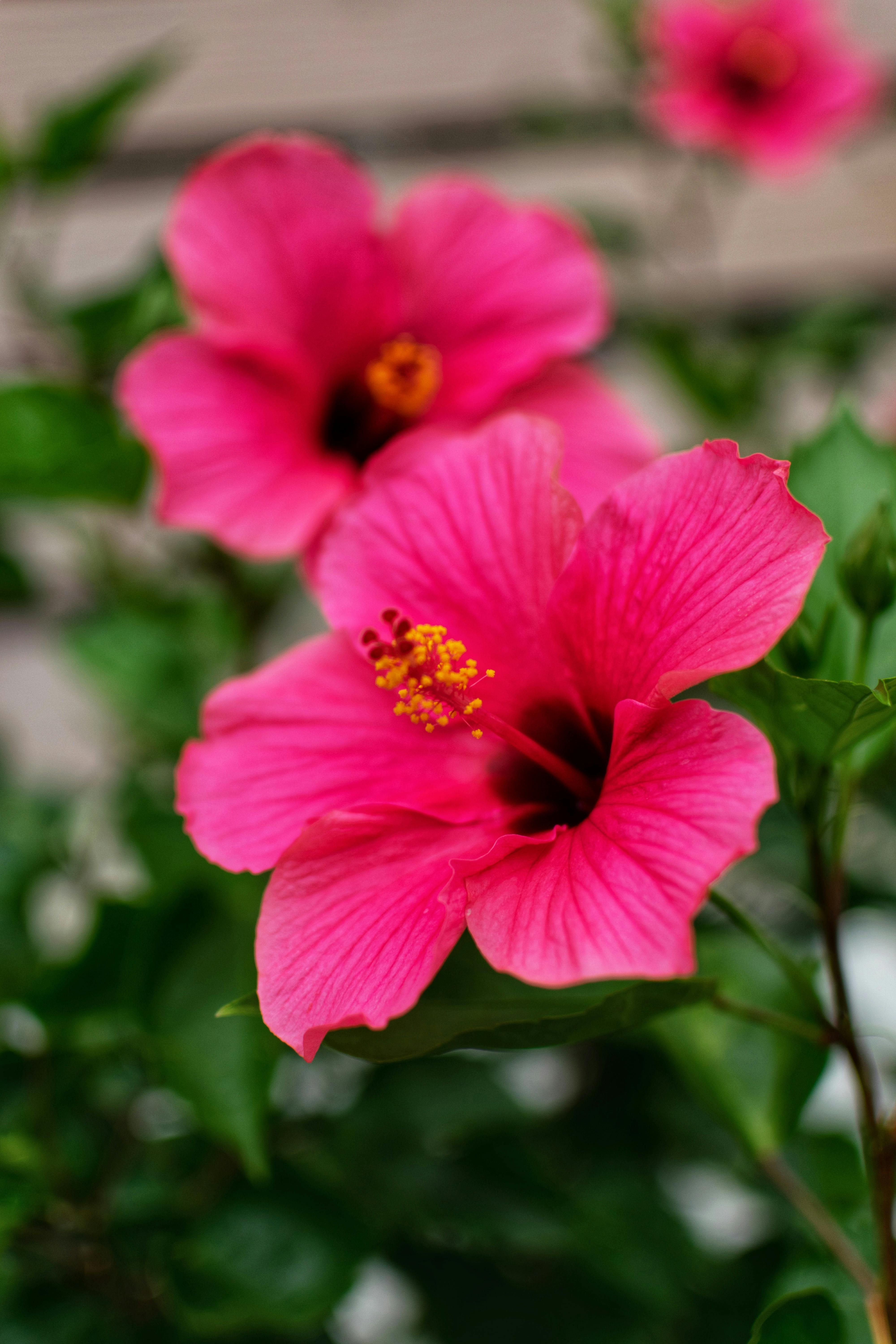 4000x6000 Close Up Shot Of Pink Hawaiian Hibiscus Blooming · Free