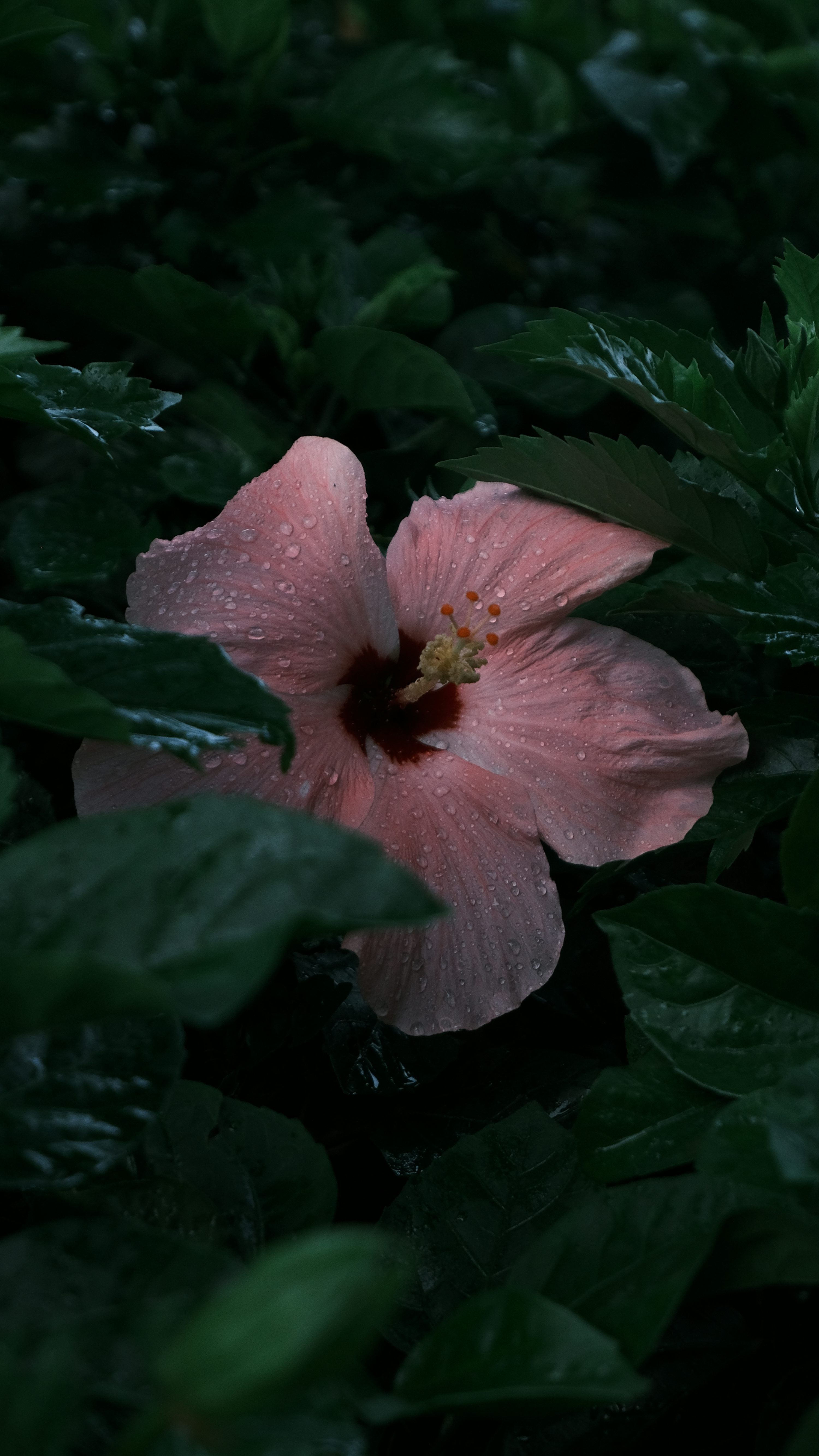 3000x5330 Pale pink hibiscus flower with water droplets on petals. photo