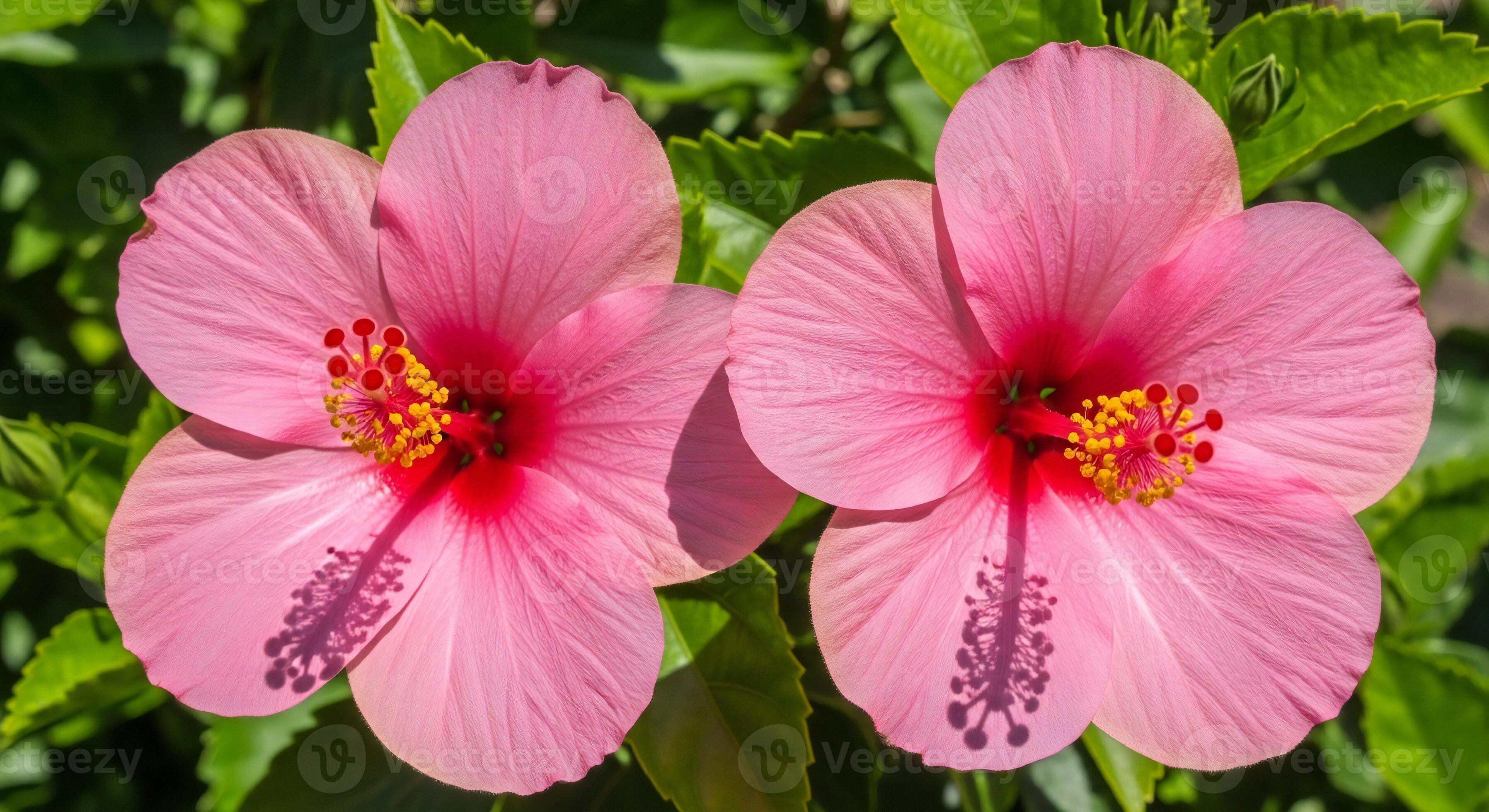 3593x1960 Flowers background, Flowers wallpaper, Two vibrant pink hibiscus flowers with stamen and pistil visible set against lush green leaves