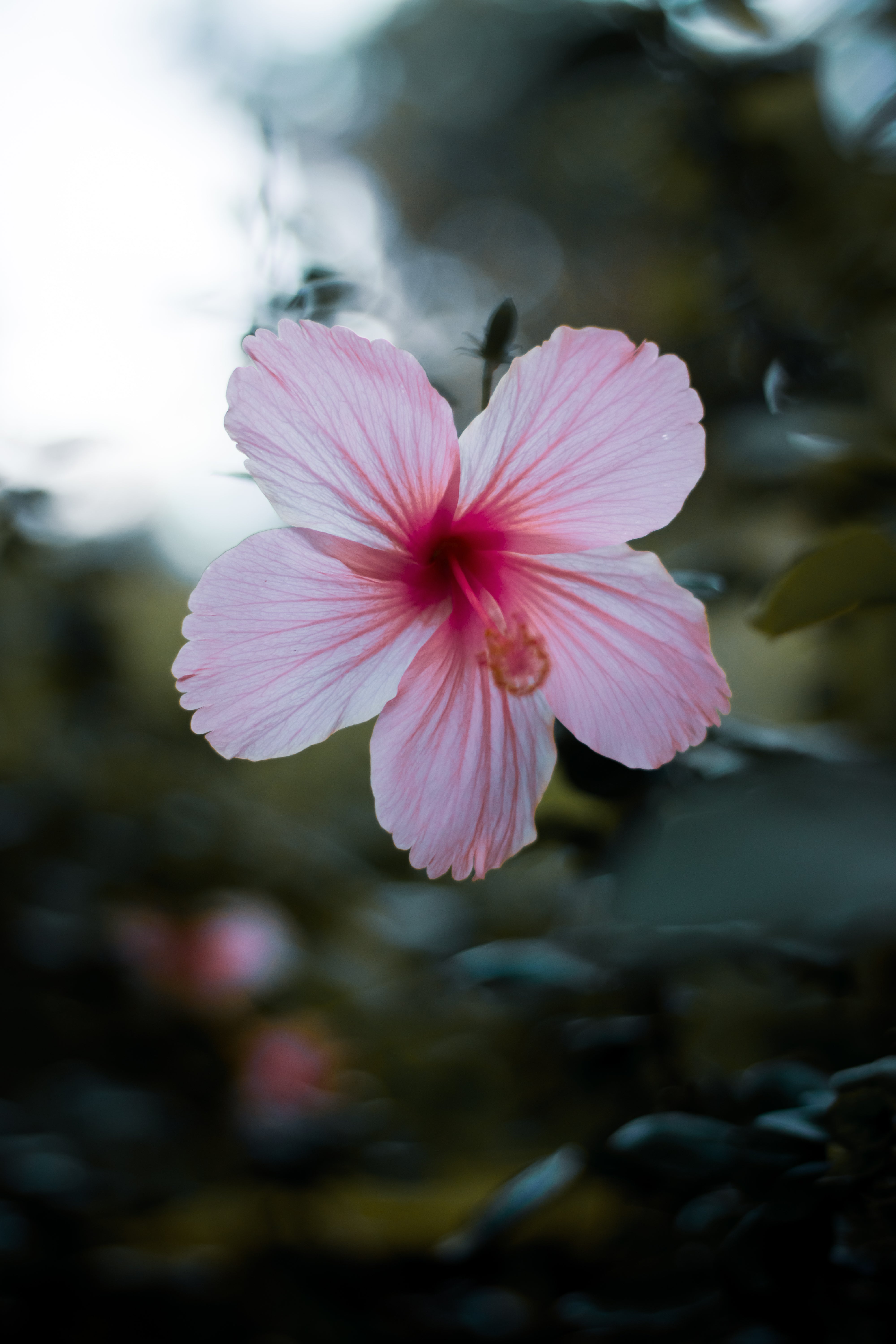 4000x6000 Browse Free HD Image of Soft Pink Hibiscus Flower Surrounded By Green Foliage