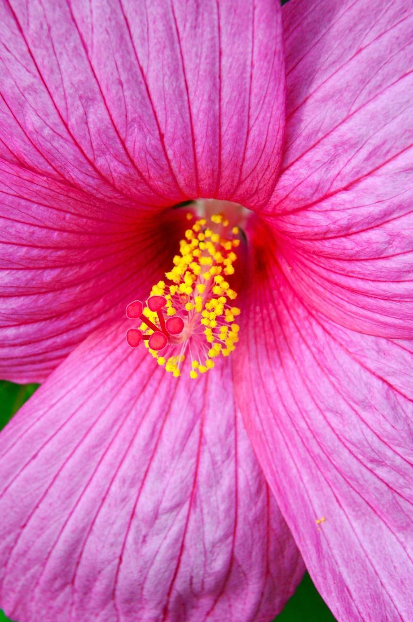 851x1280 Purple Pink Hibiscus Swamp