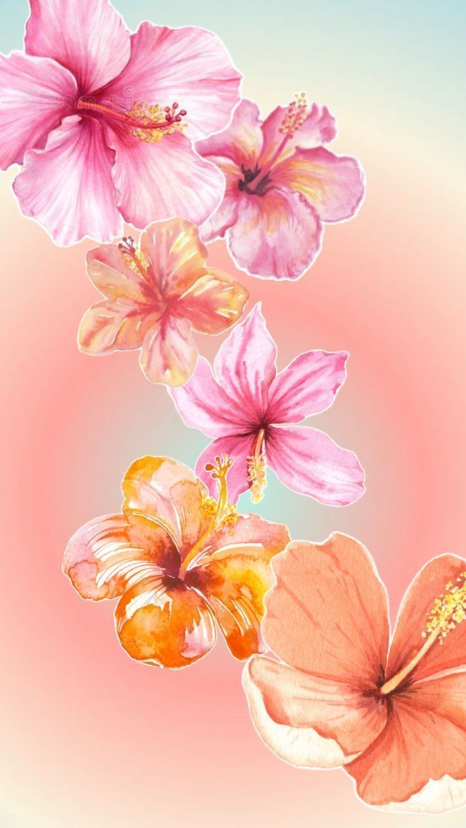 675x1200 wallpaper #hibiscus #floral #summer #aura