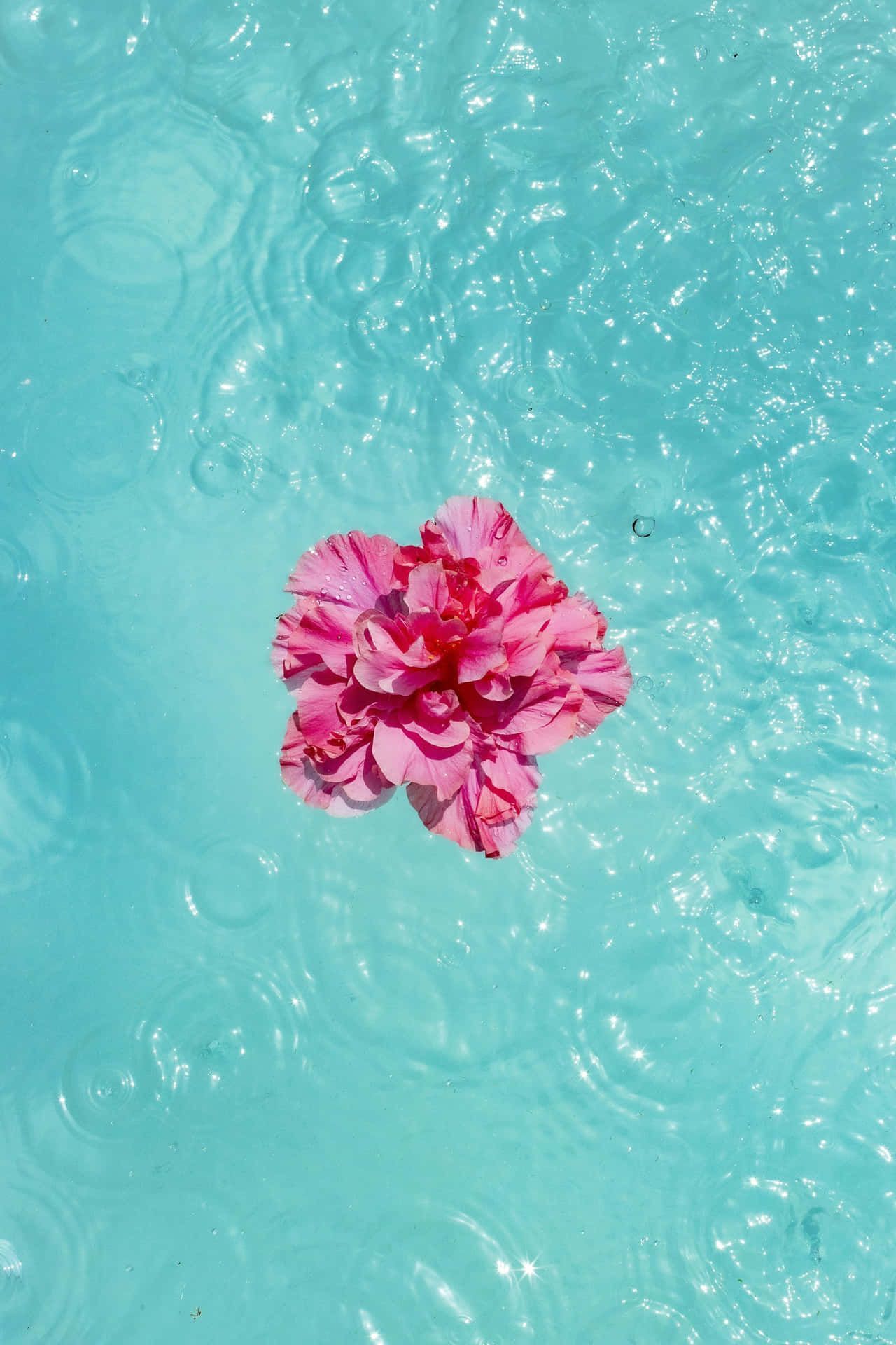 1280x1920 Download Floating Pink Hibiscuson Turquoise Wallpaper