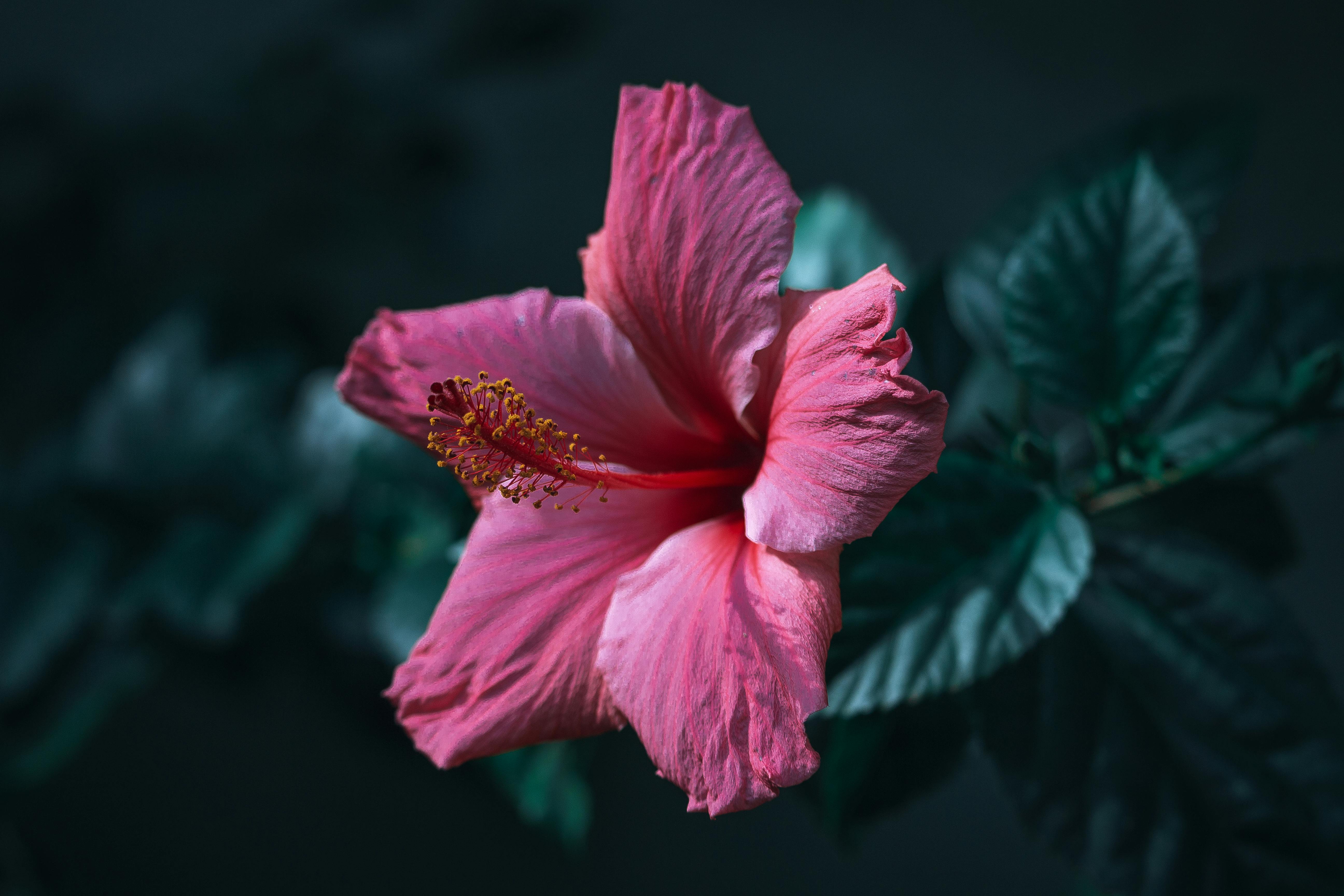 5184x3456 Closeup of a Pink Hibiscus Flower against Dark Background · Free