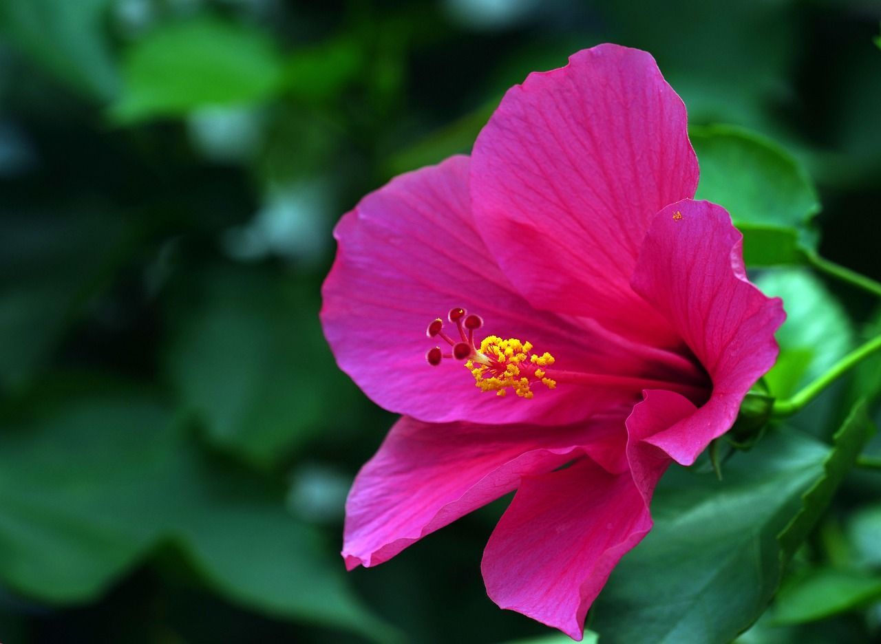 1280x936 Free Pink Hibiscus & Hibiscus Image