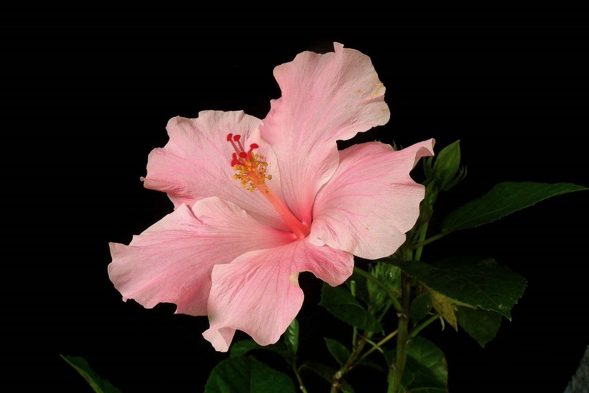 1920x1280 Blushing Hibiscus