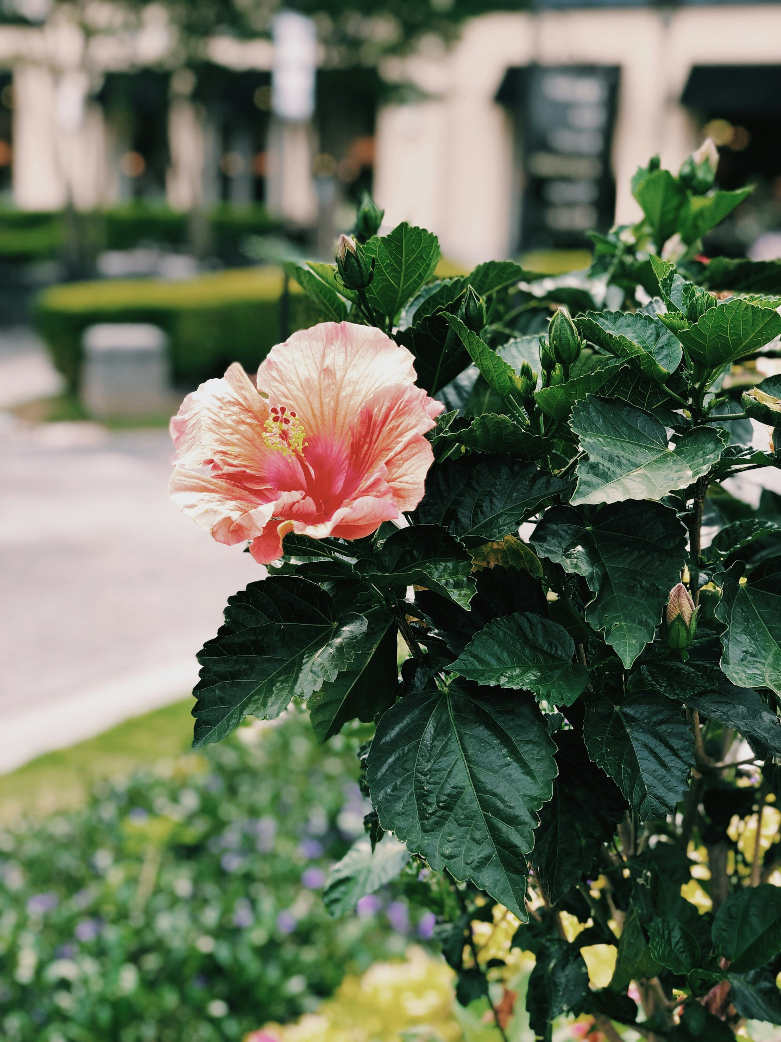 3000x4000 Pink hibiscus flower photo