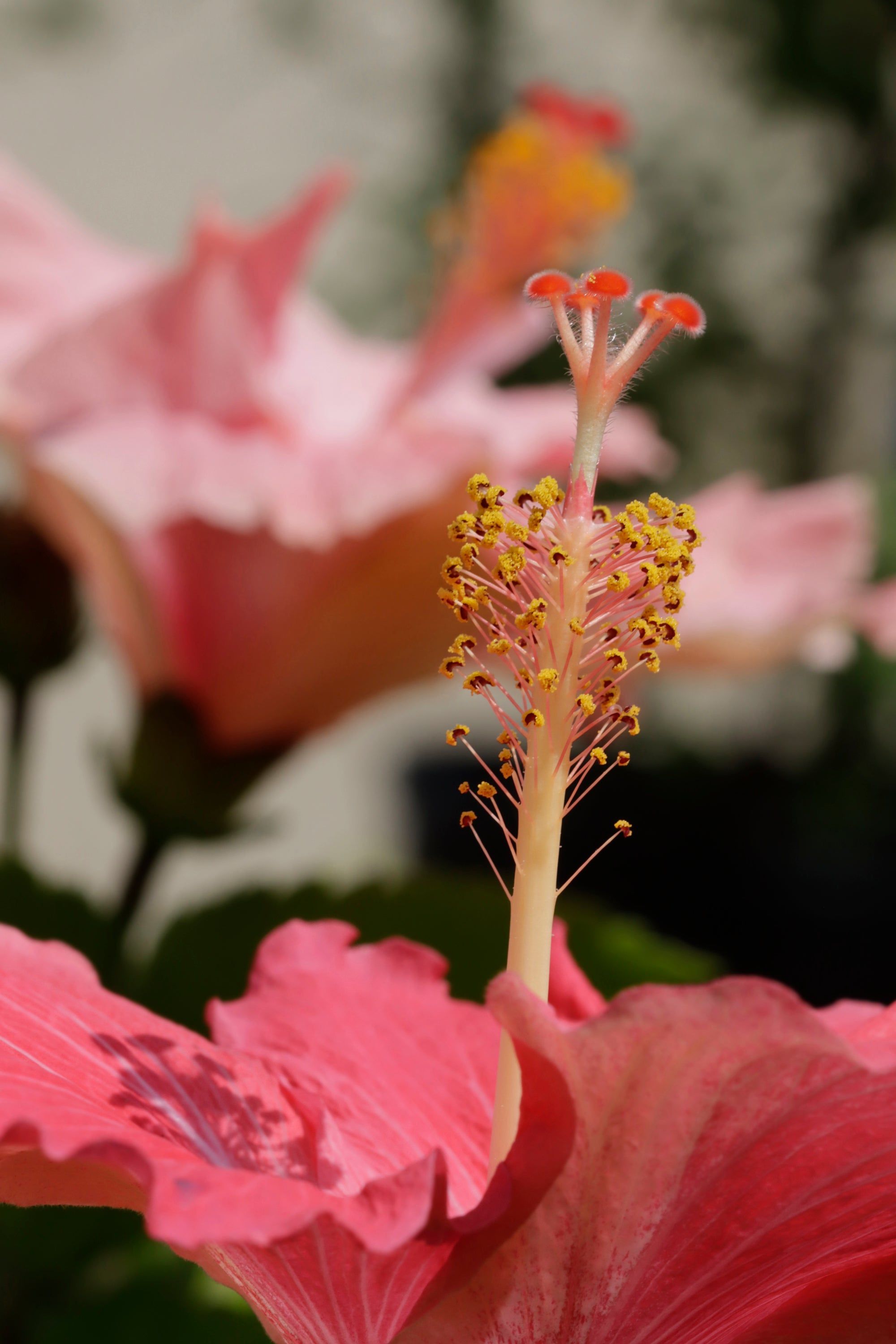 2000x3000 Double Pink Hibiscus