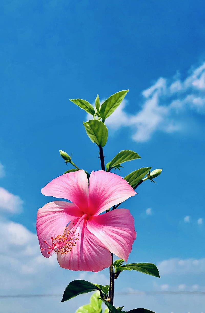 800x1221 Hibiscus in Pink, Nature, sky, Flowers, HD phone wallpaper