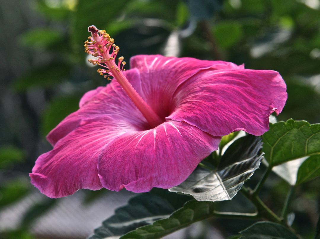 1080x809 Close Up Of Vibrant Pink Hibiscus Flower In Bloom