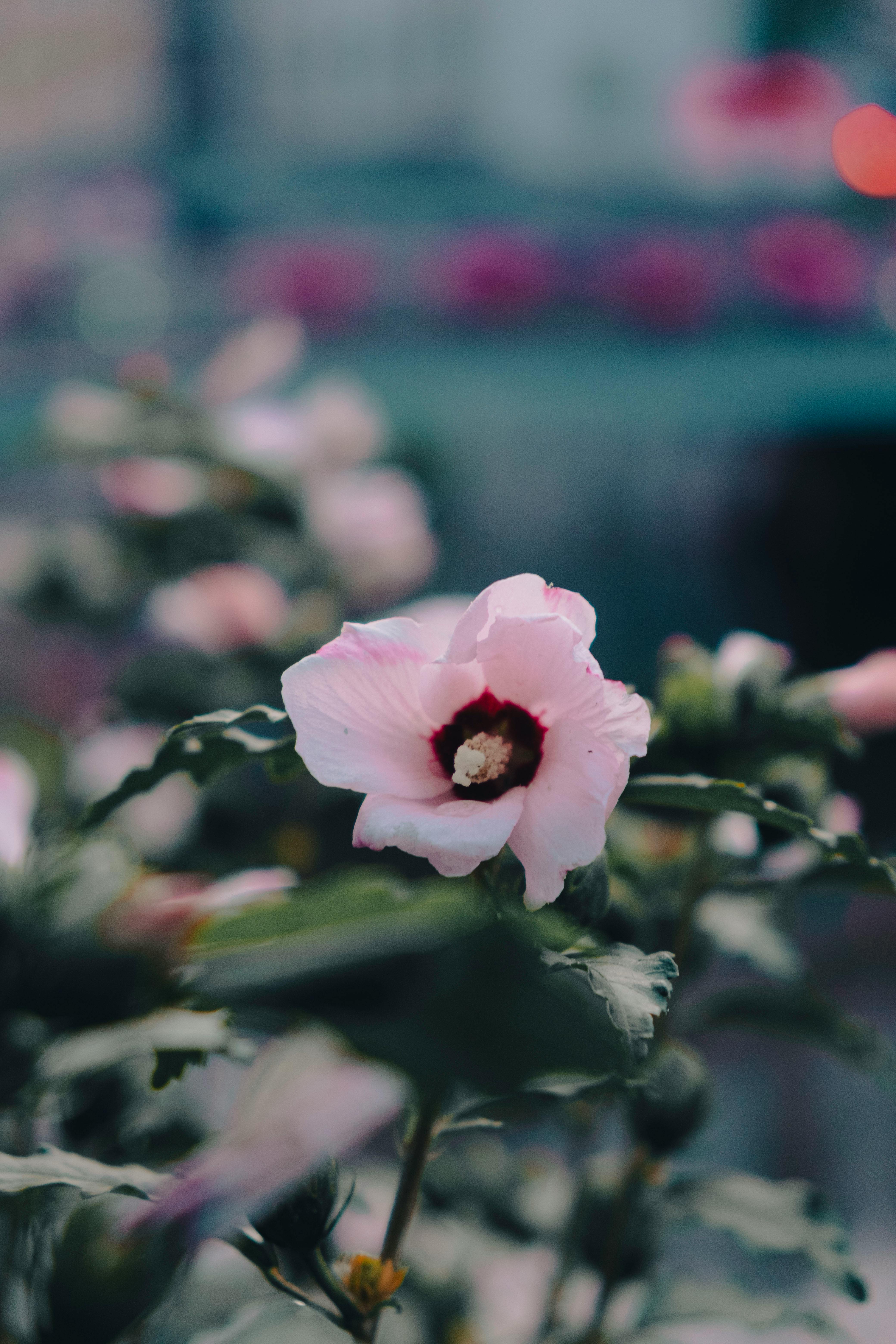 4160x6240 Vibrant Pink Hibiscus Flower in Bloom · Free