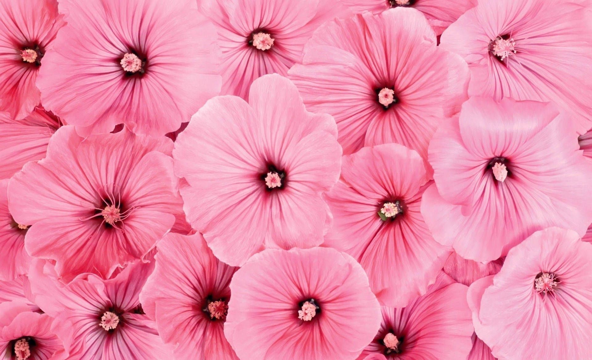 1920x1169 Download Delicate Pink Hibiscus in Full Bloom Wallpaper
