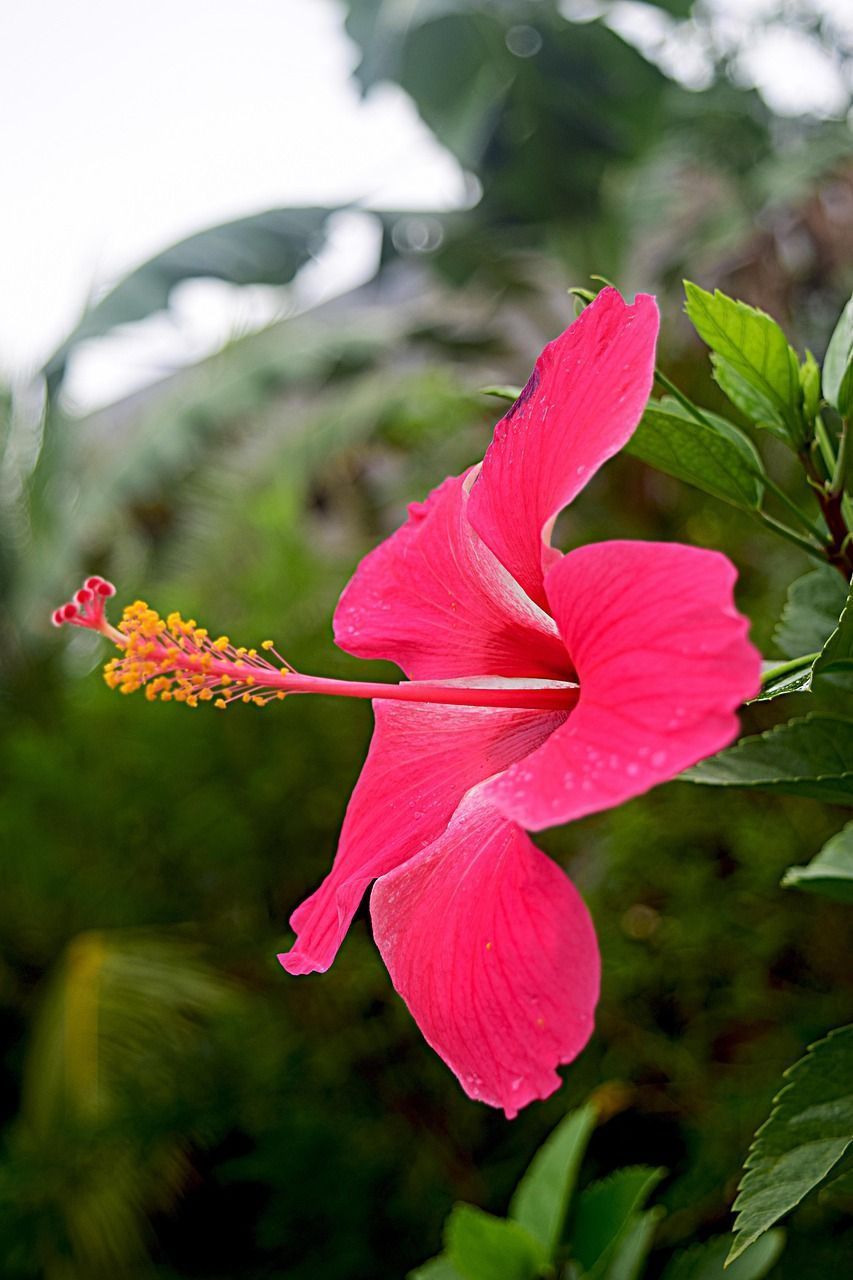 853x1280 Hibiscus Flower Plant Pink