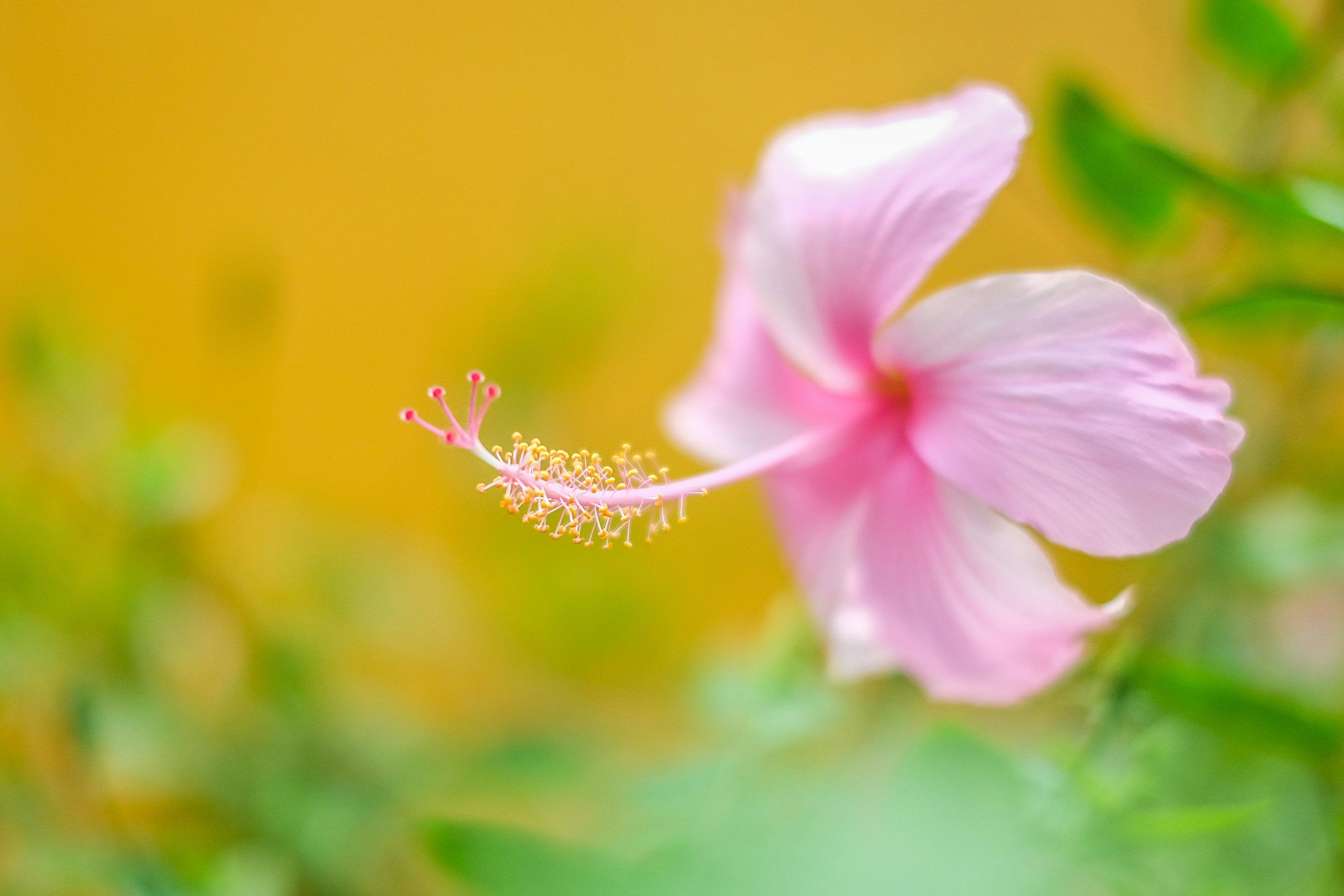3000x2000 Selective focus photography of pink hibiscus photo
