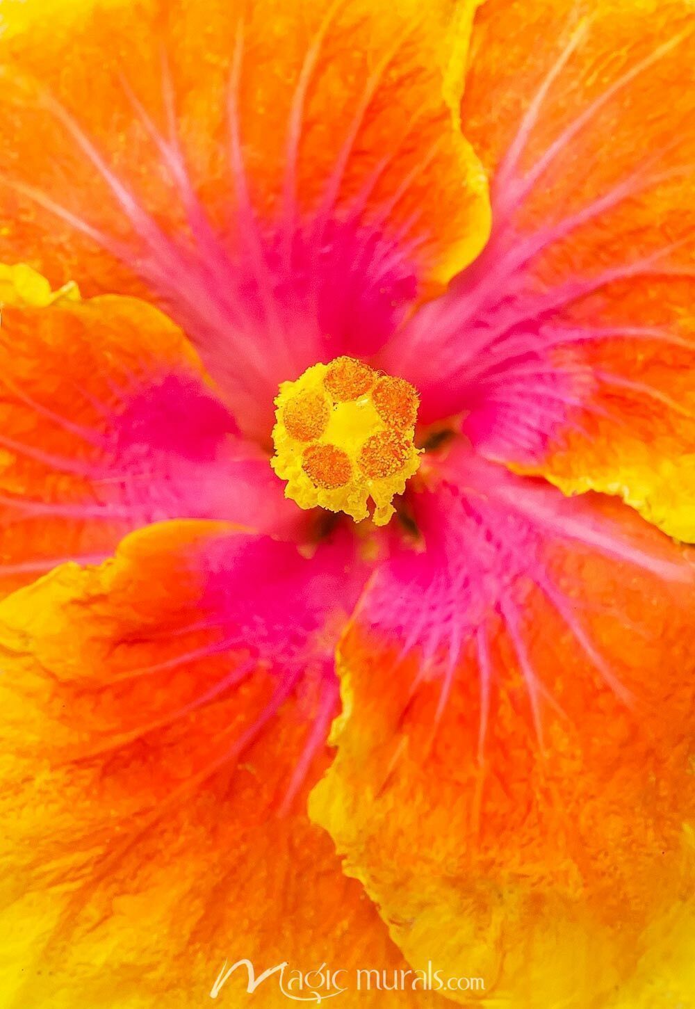 1000x1451 Orange and Pink Hibiscus