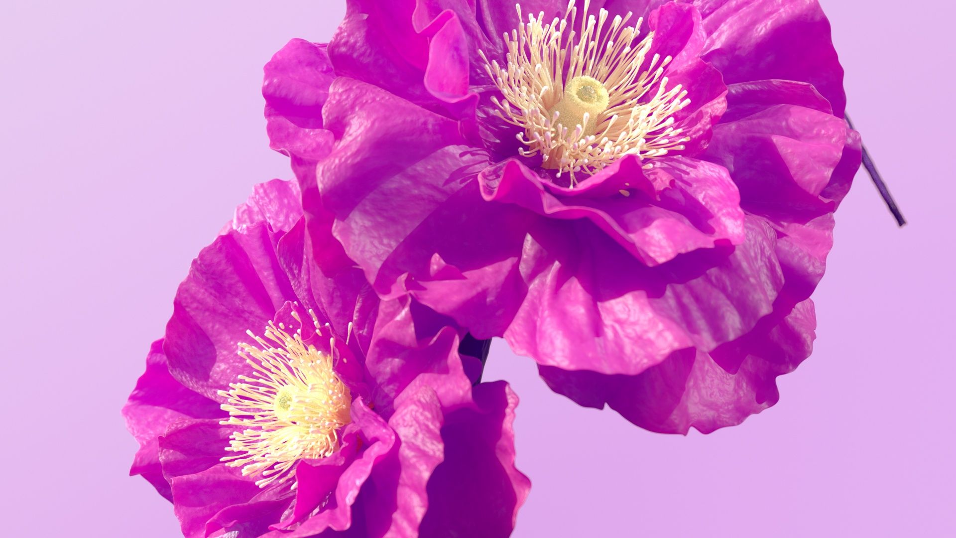 1920x1080 Hibiscus flowers Wallpaper 4K, Pink flowers, Pink background