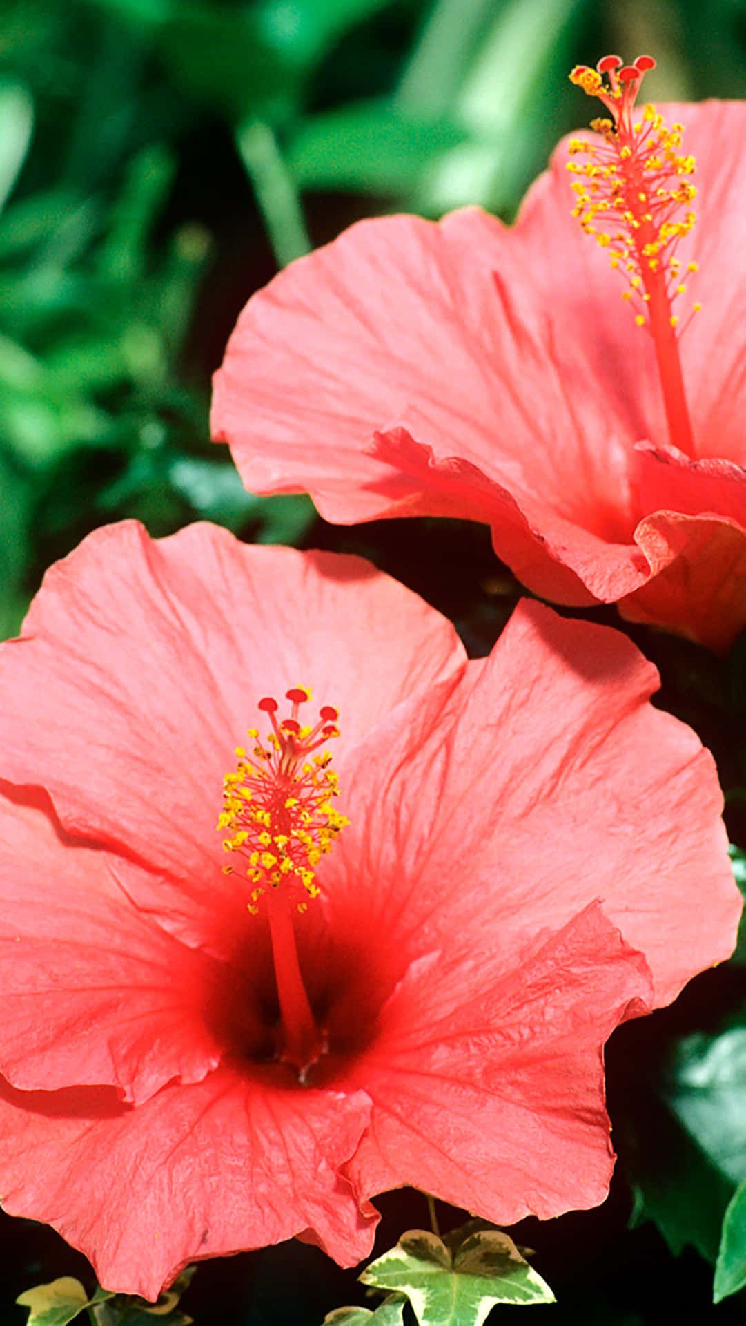 1081x1920 Download Stunning Pink Hibiscus Flower Wallpaper