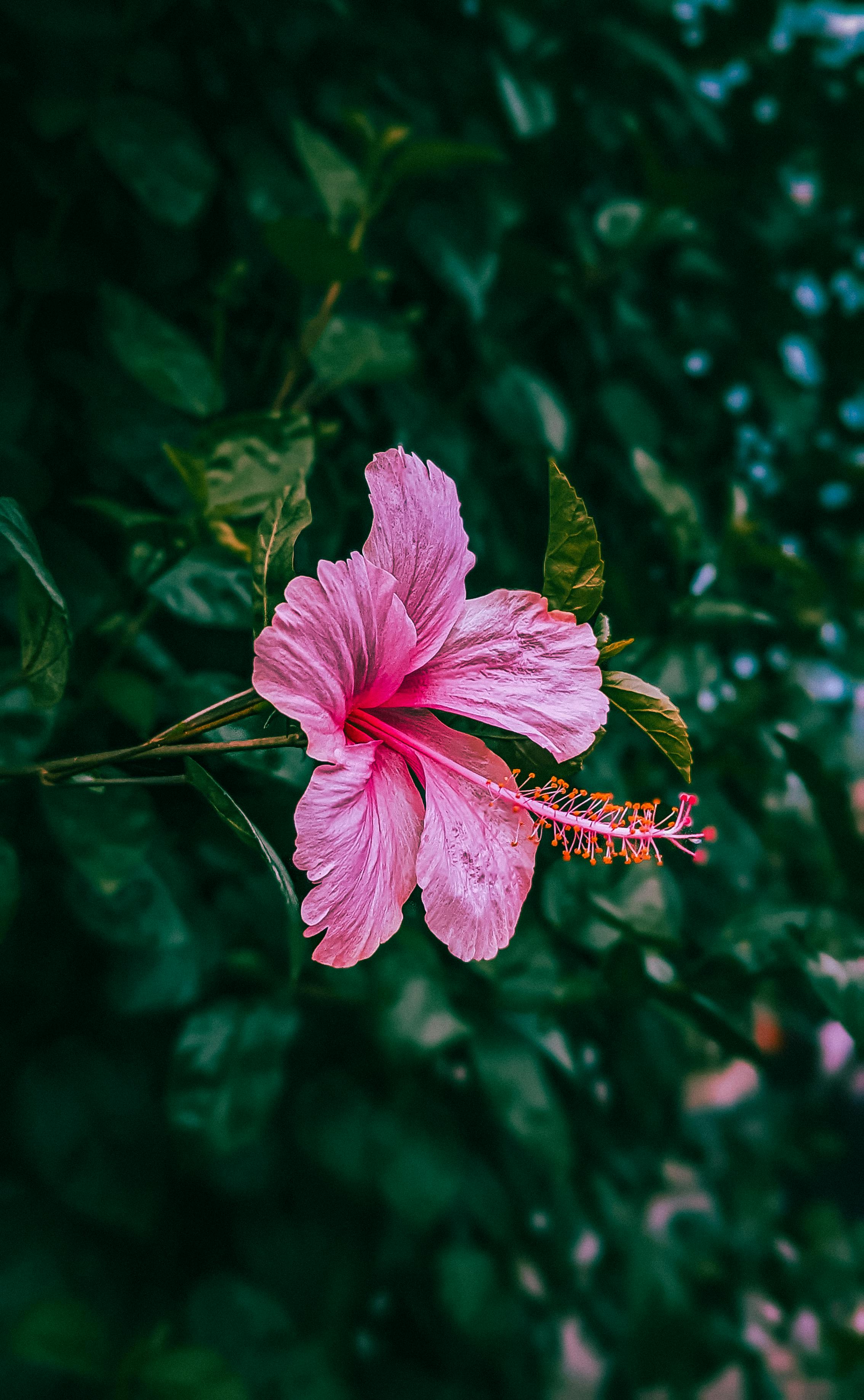 2268x3676 Blooming Pink Hibiscus · Free