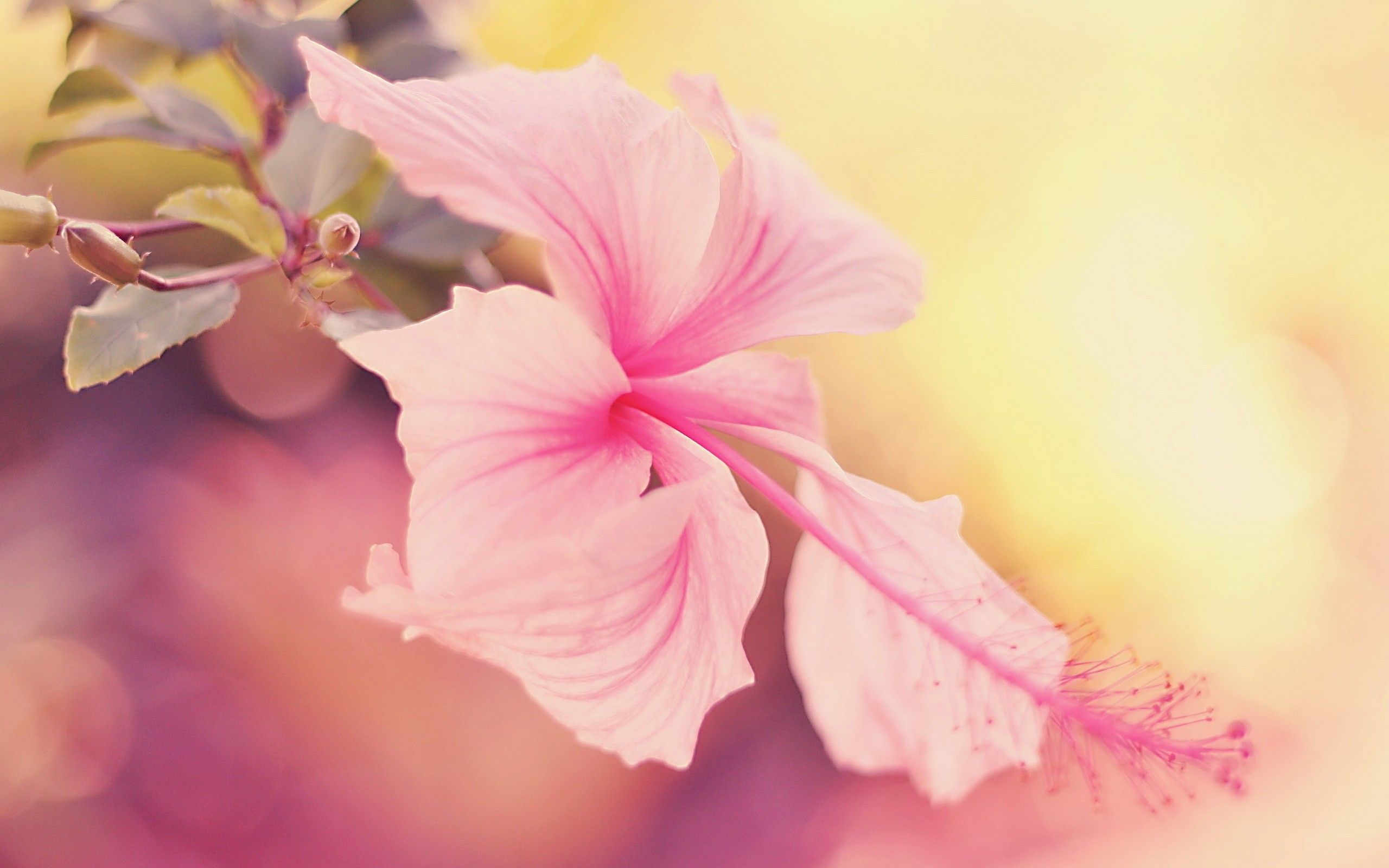 2560x1600 flowers, Hibiscus Wallpaper HD / Desktop and Mobile Background