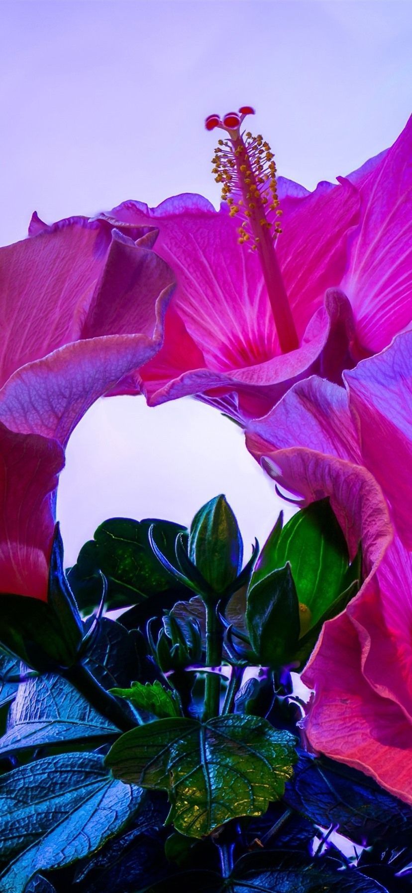 828x1792 Pink Hibiscus Flowers Close Up, Blue Background 1080x1920 IPhone 8 7 6 6S Plus Wallpaper, Background, Picture, Image