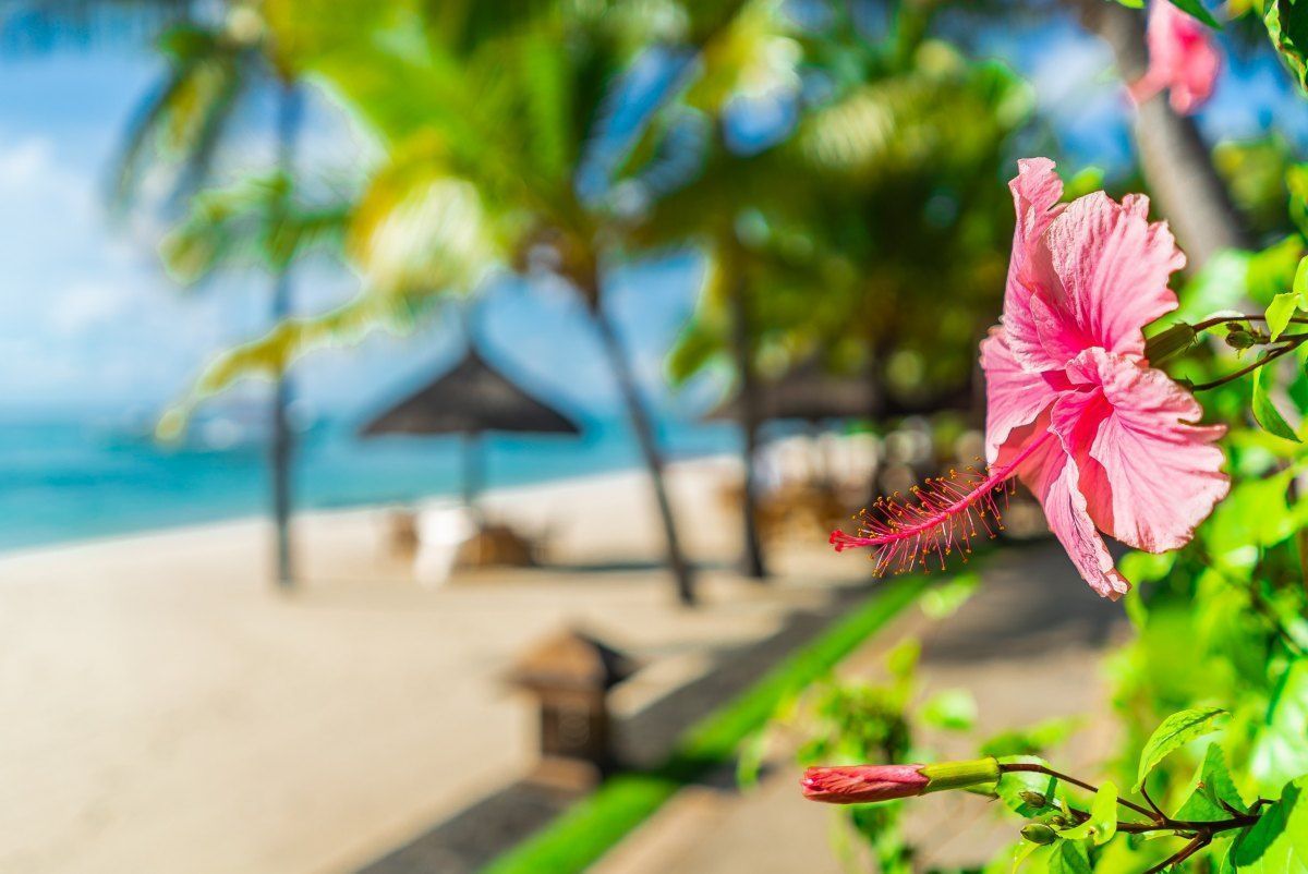 1200x802 Free Photo Hibiscus blooming on the beach wallpaper