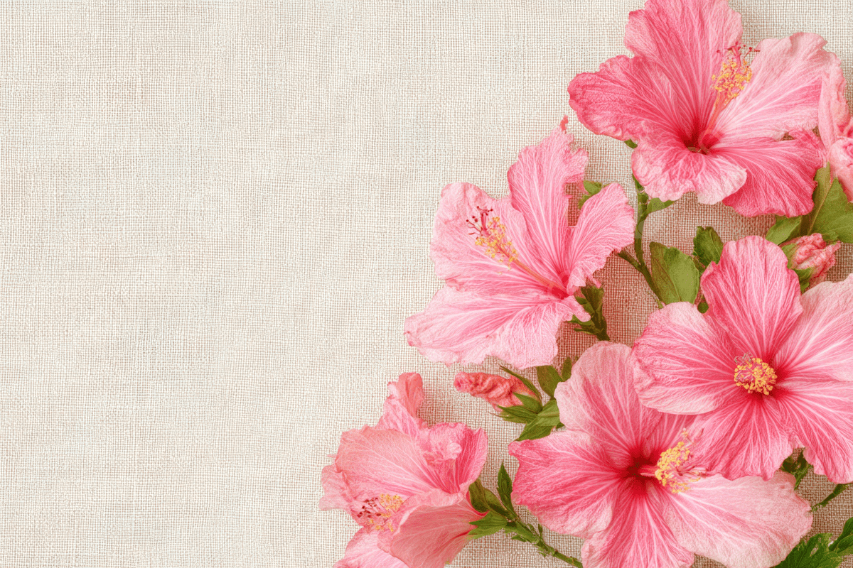 1200x800 Pink Hibiscus Flowers On A Beige Linen Background, Hibiscus, Pink, Flowers Background Image And Wallpaper for Free Download