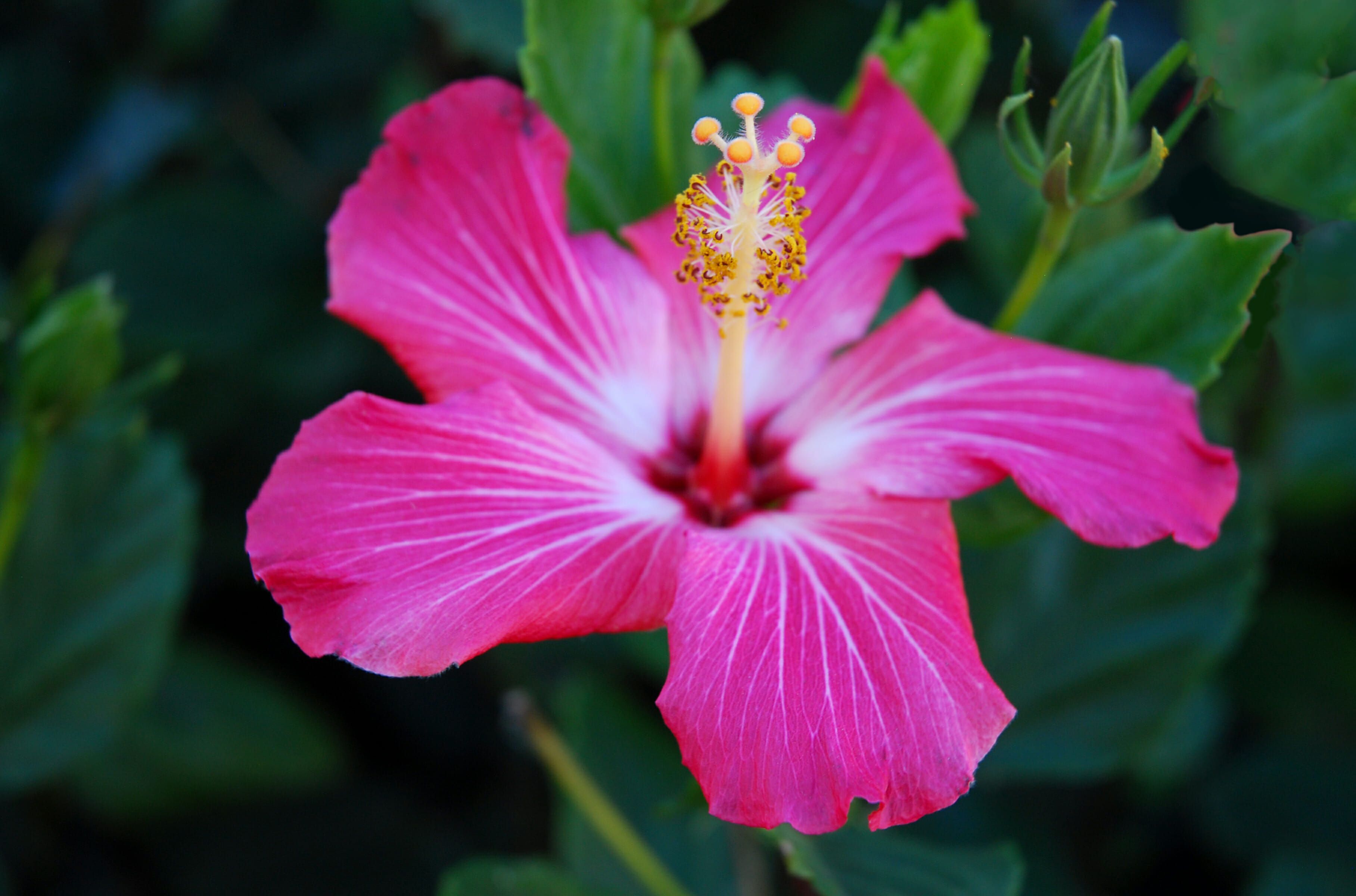 3632x2400 Pink Hibiscus in Mexico Print
