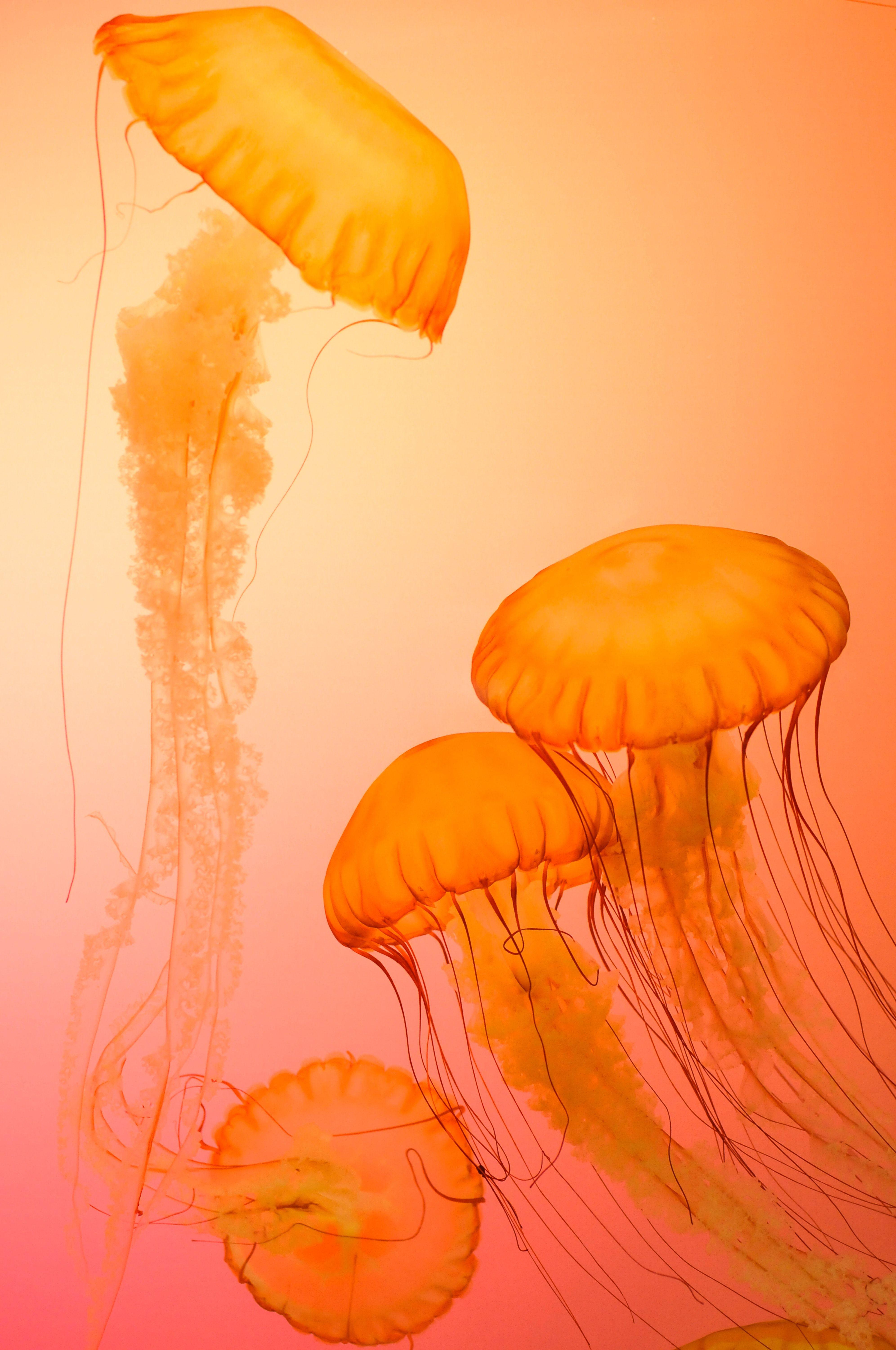 Hình nền con sứa bốn màu cam 3985x6000 · Miễn phí Kho ảnh