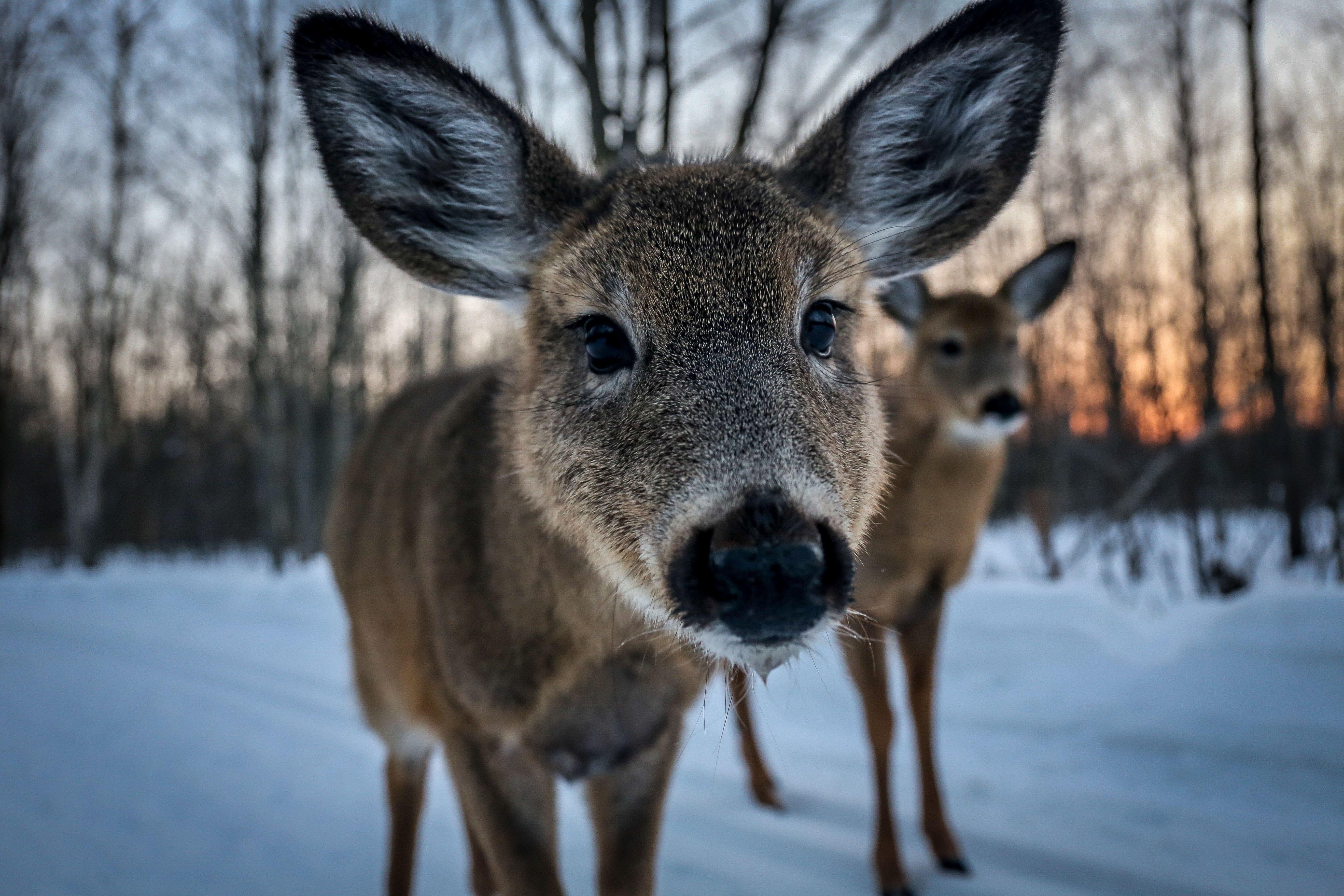 5472x3648 5472x3648 #wild life, #closeup, #detail, #forest