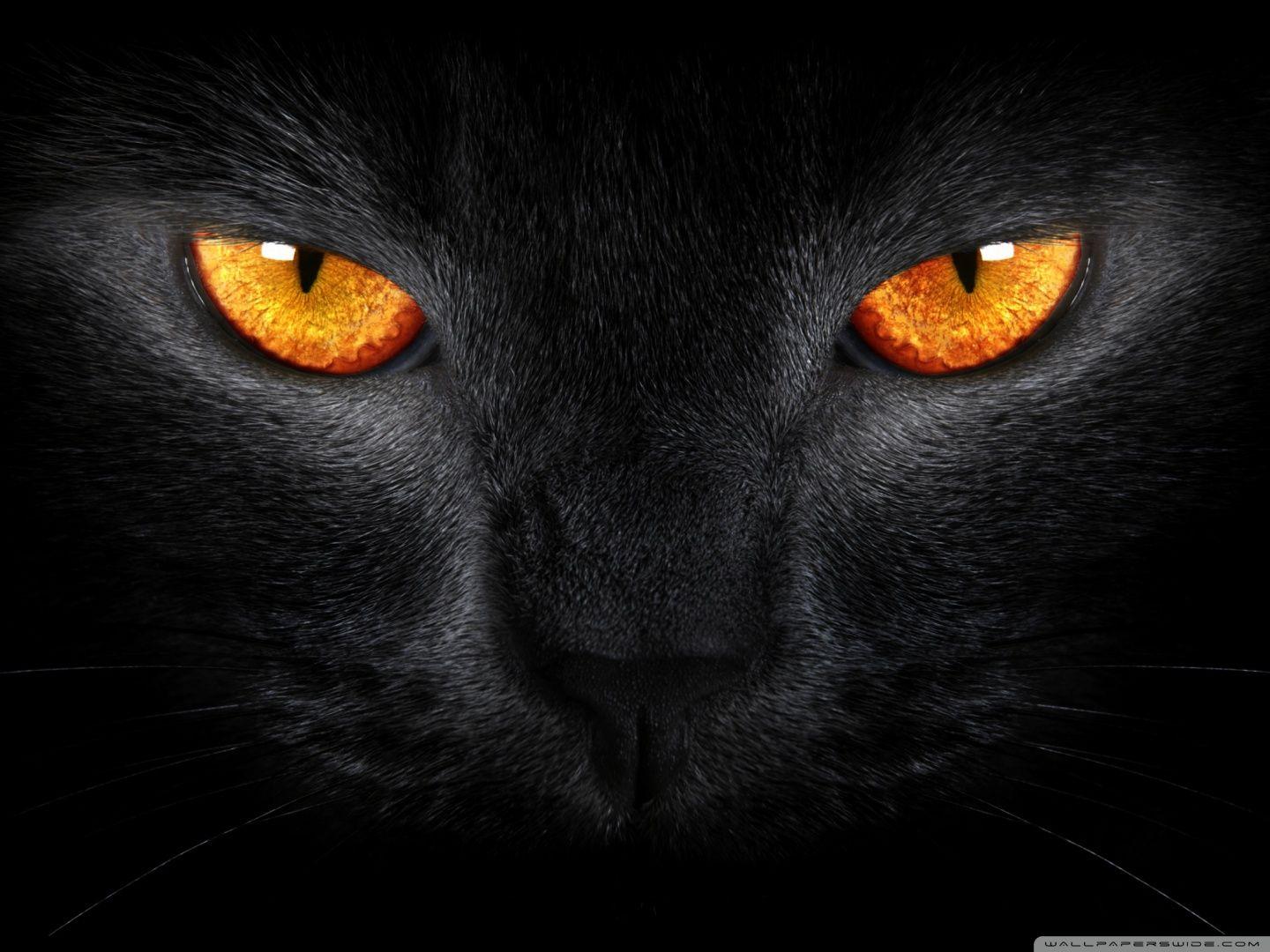 1440x1080 Black And Orange Wallpaper Cat Eyes, Download Wallpaper
