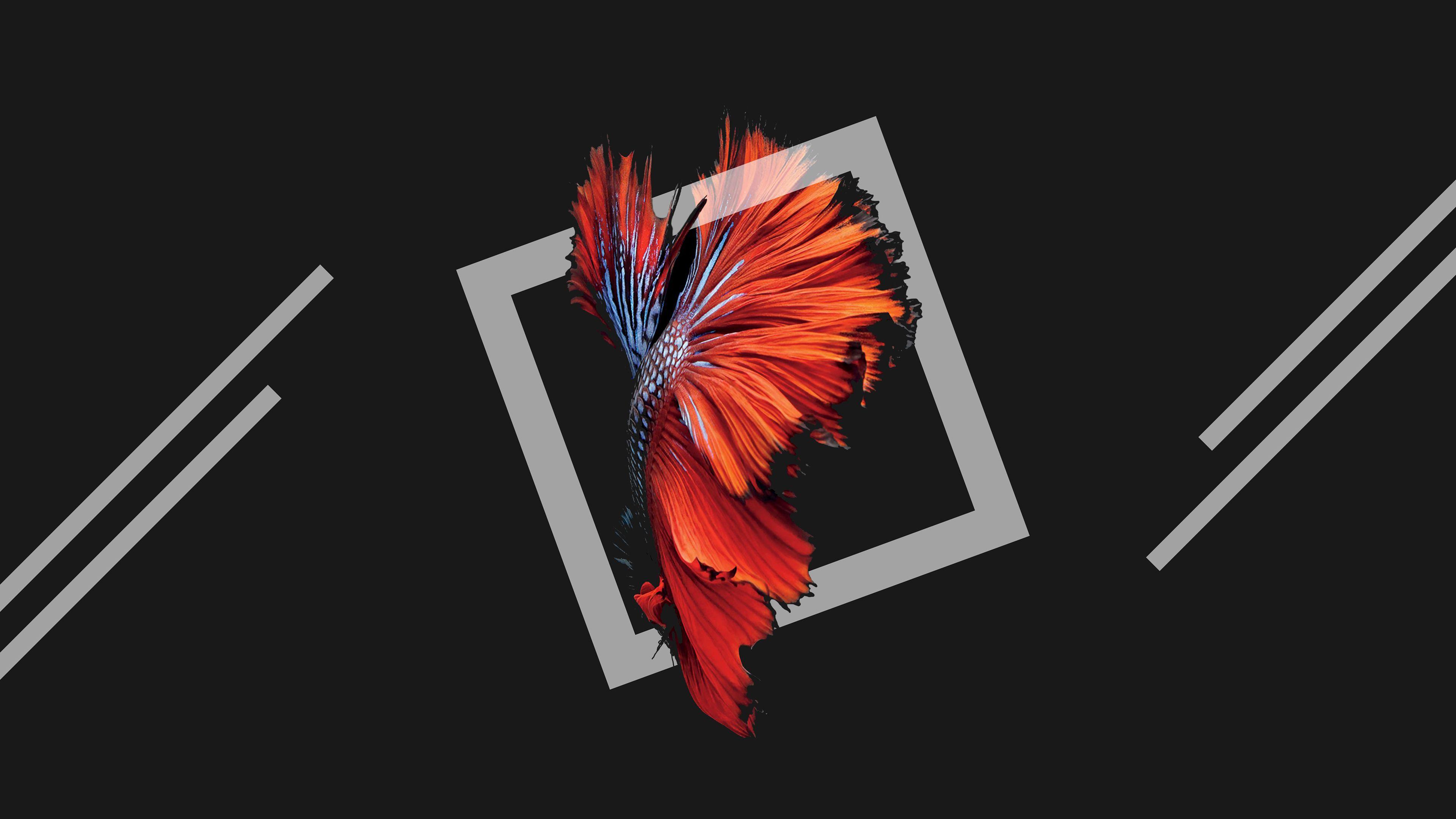 3840x2160 #Dark background, #iOS, #Energy, #Black, #Fish, #Orange