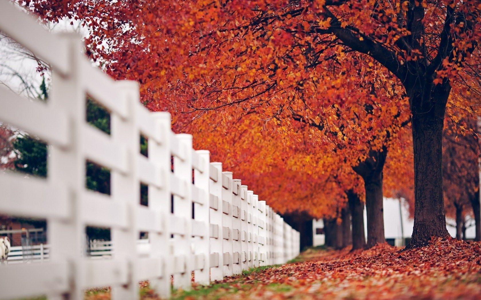1680x1050 Stunning HD Fence Wallpaper