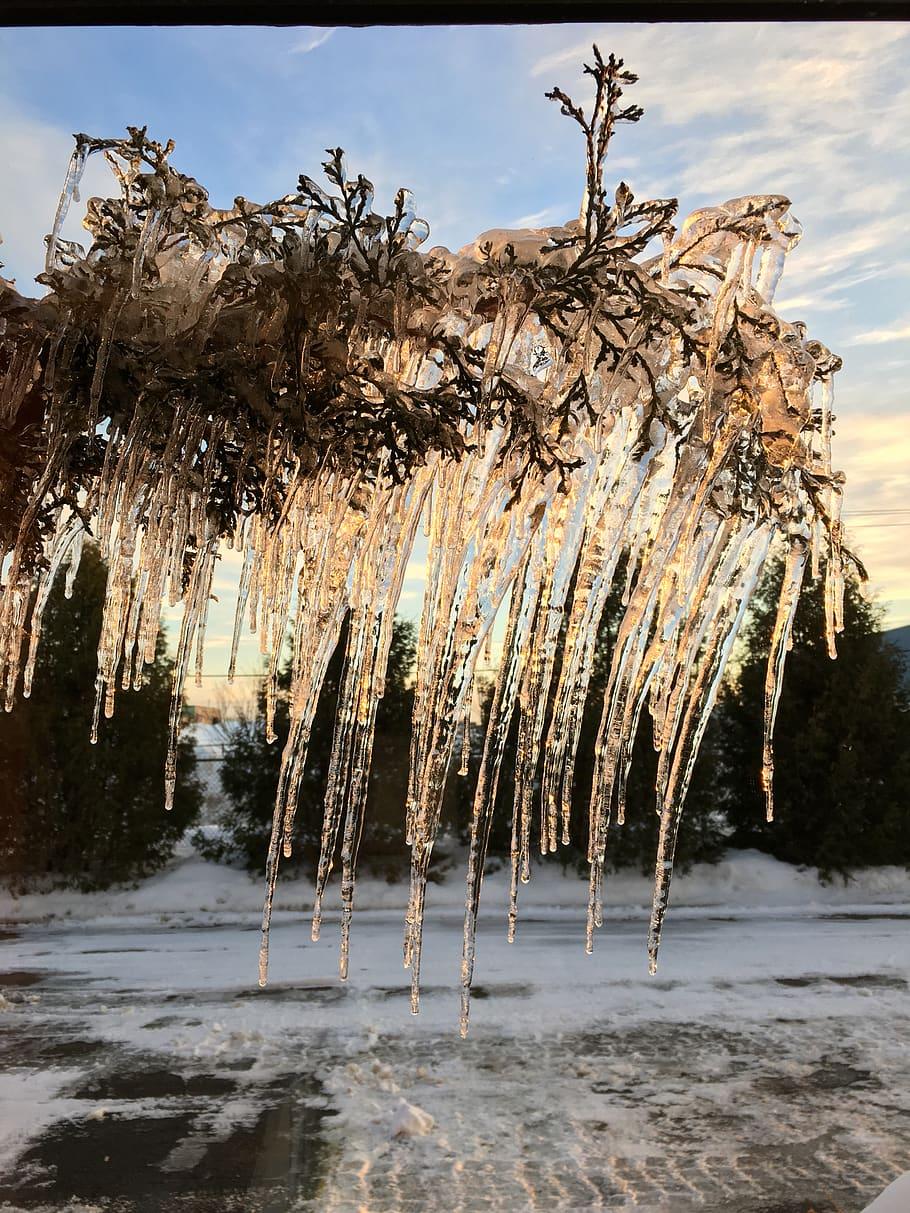 910x1213 HD wallpaper: canada, montreal, winter canada icicles, tree