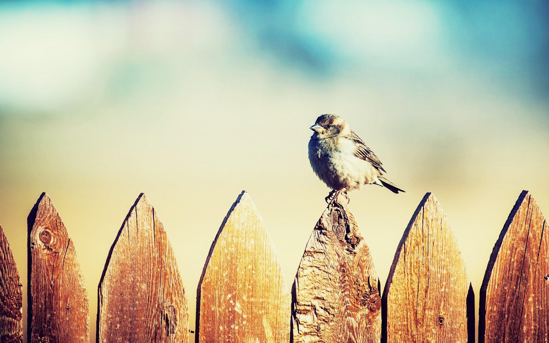 1920x1200 Birds On A Fence Wallpaper