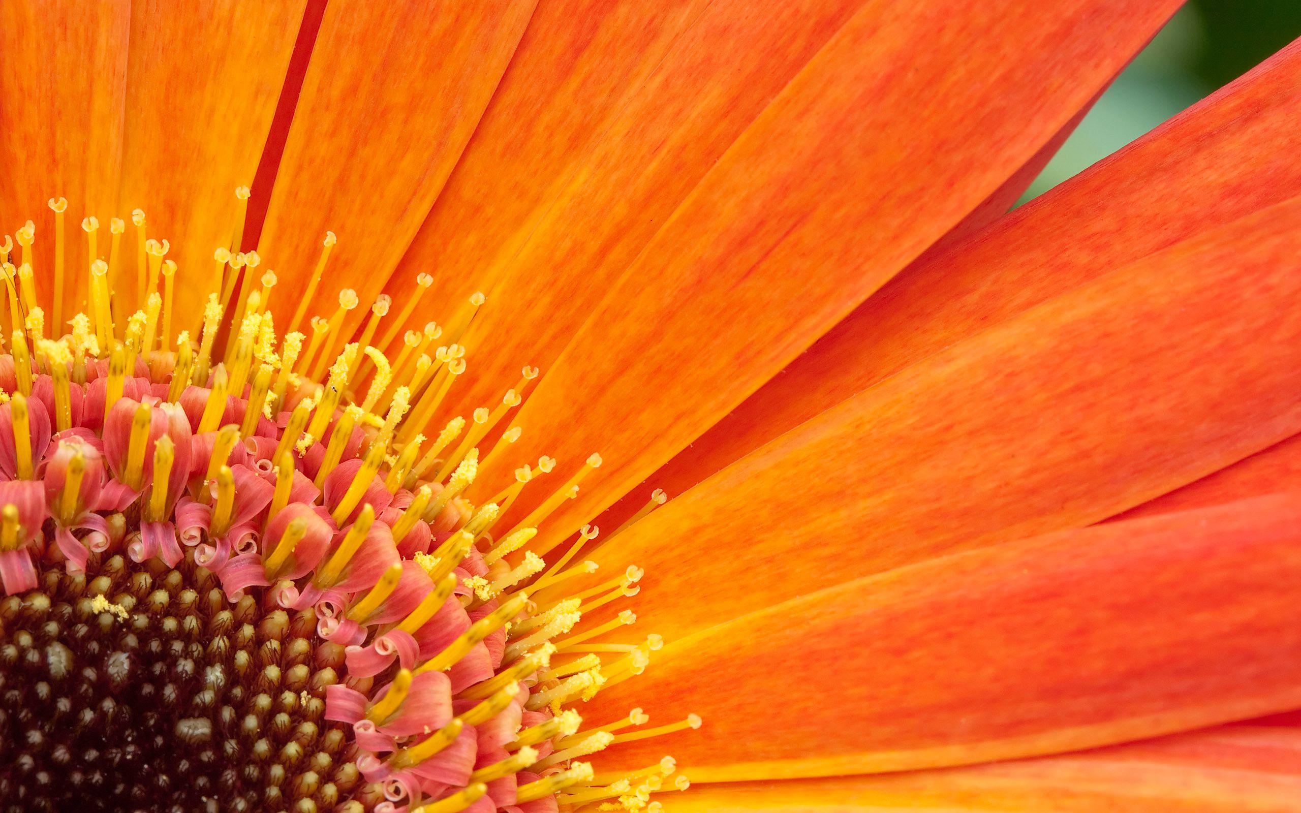 2560x1600 Fall Flowers Wallpaper