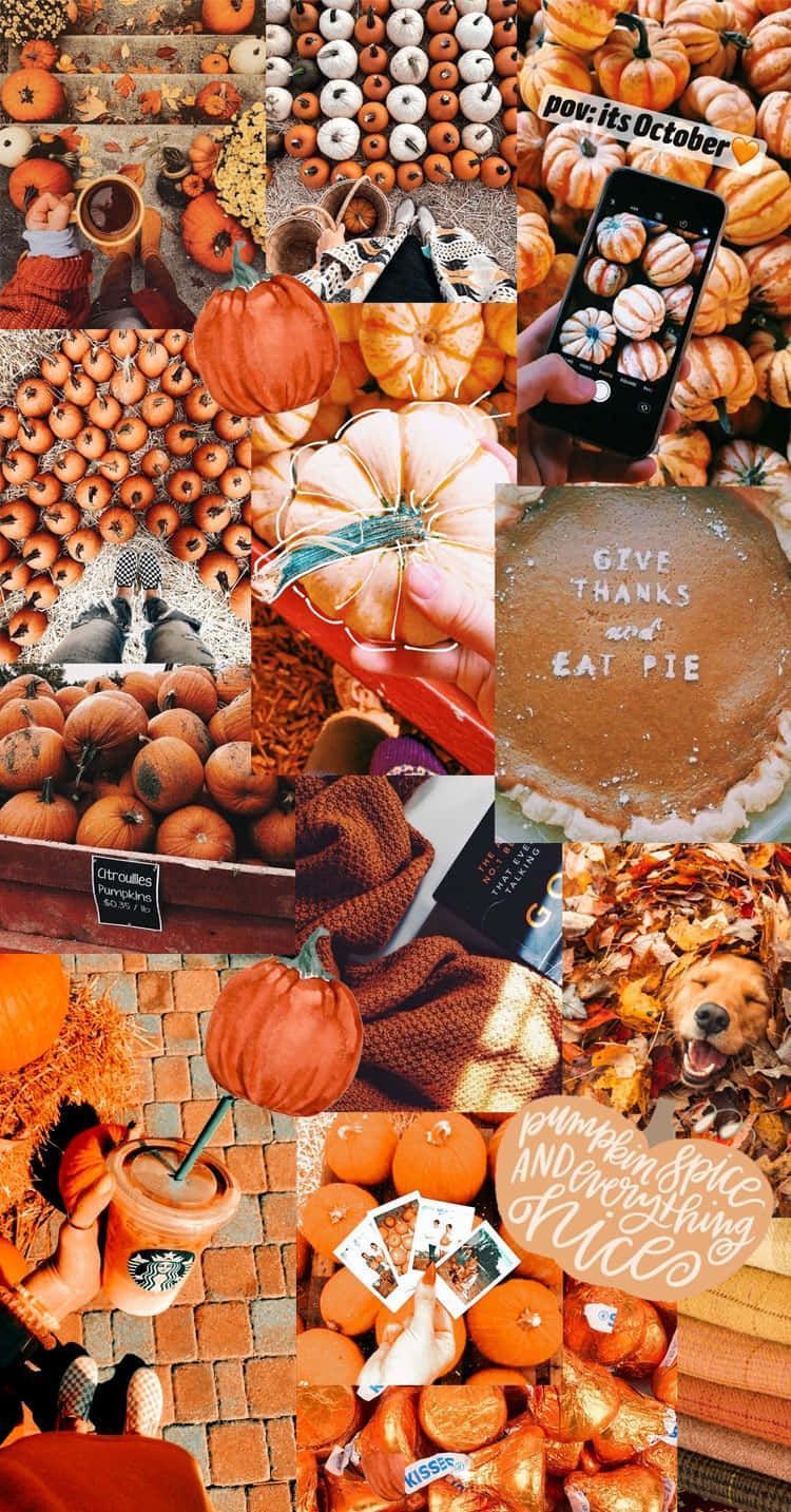 750x1433 Download Autumn Pumpkin Collage_ Aesthetic Wallpaper