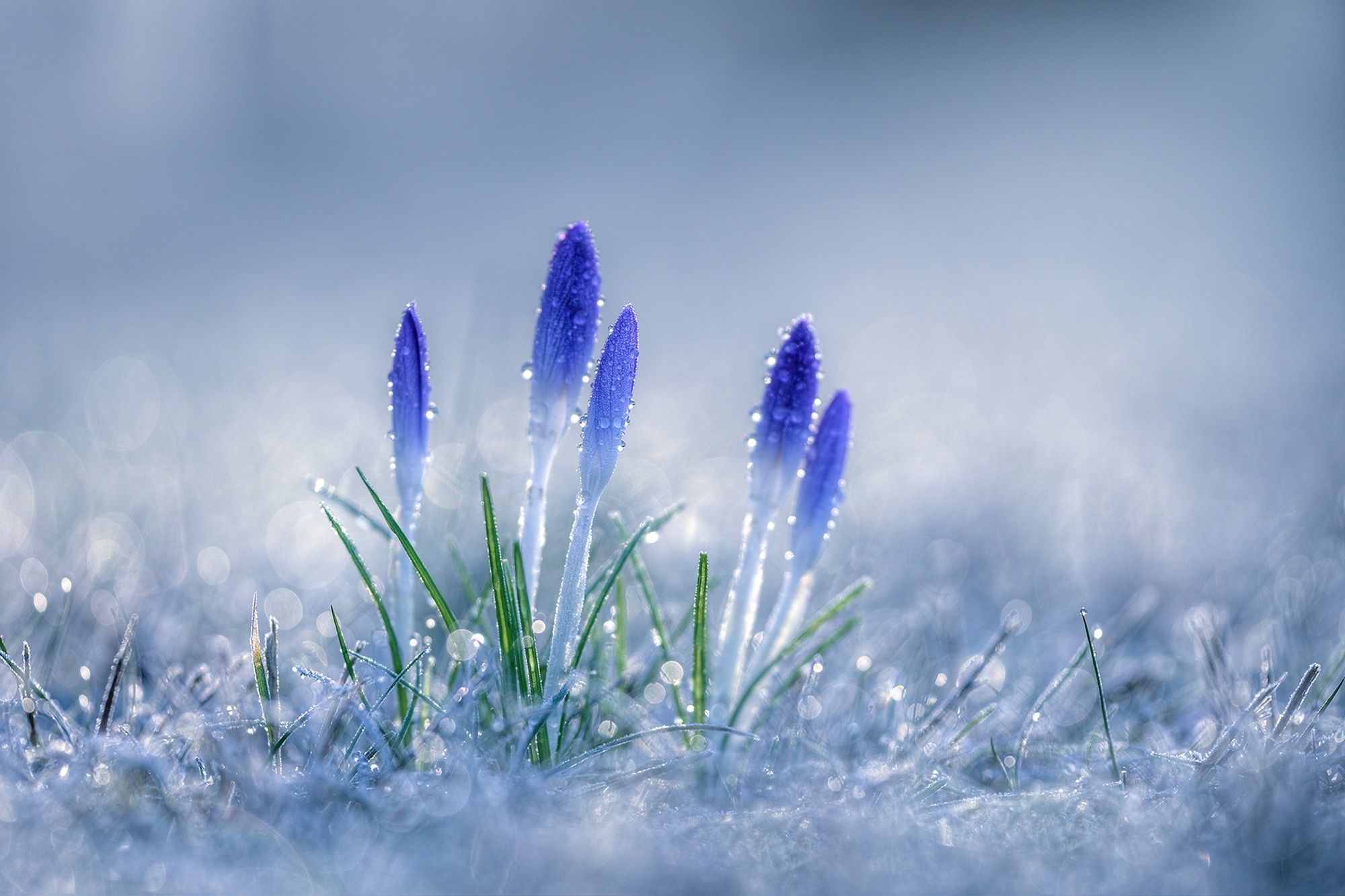 2000x1333 Bokeh Blue Crocus Nature HD Wallpaper