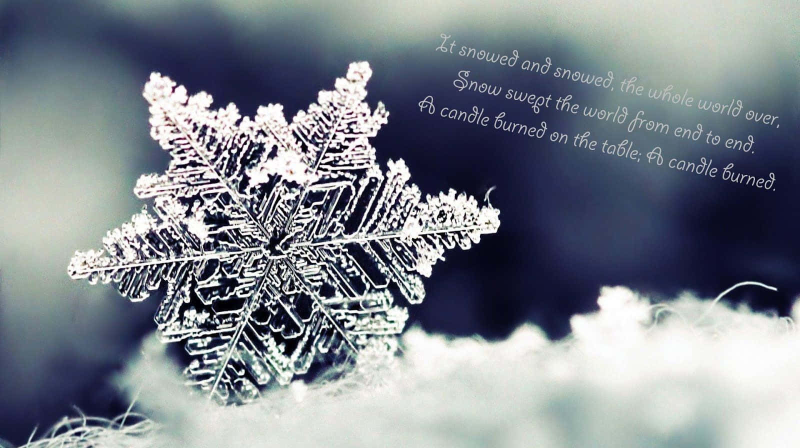 1600x896 Download The perfect cozy winter up in a warm blanket, mug of hot cocoa and a captivating book in hand. Wallpaper