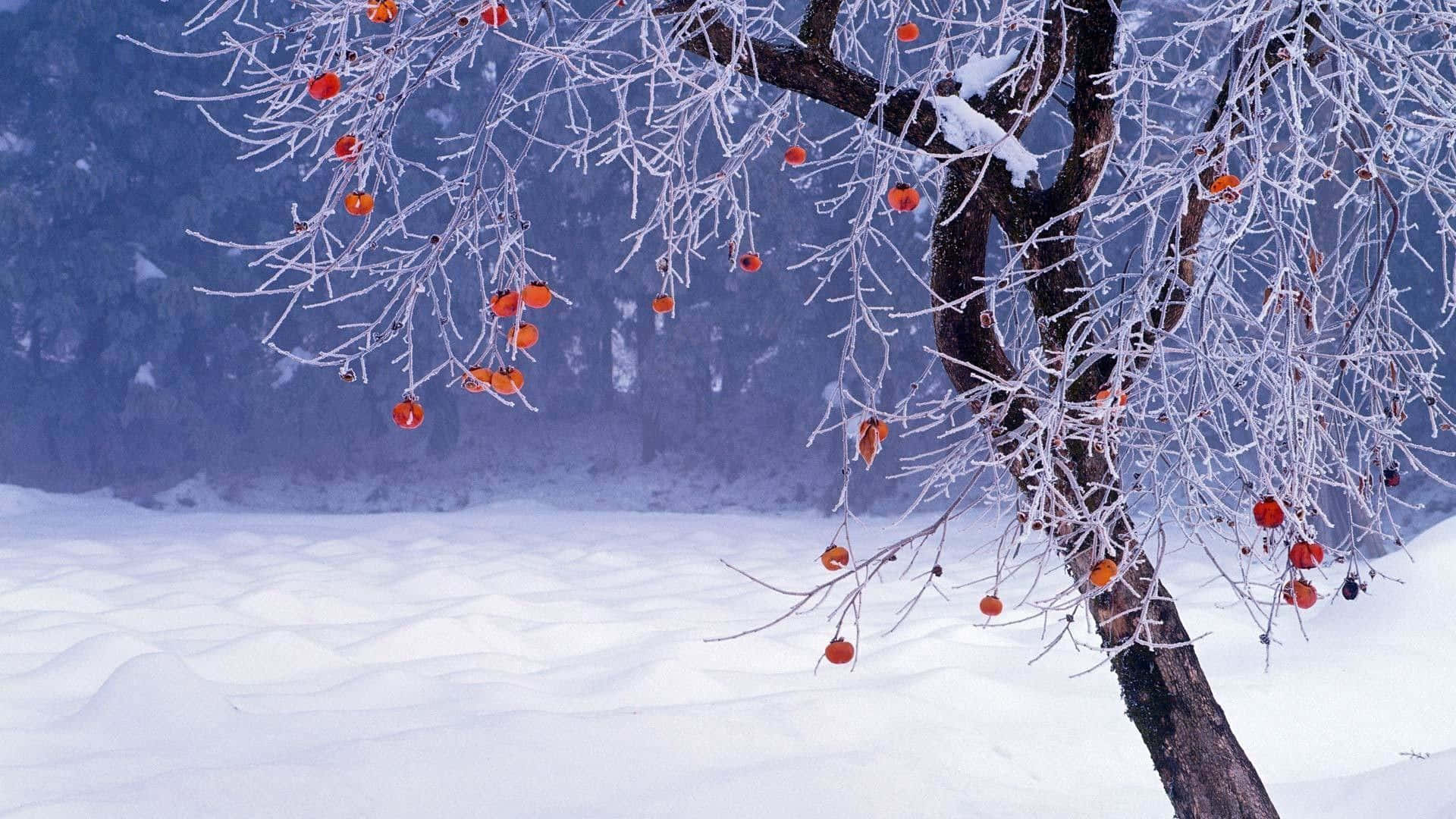 1920x1080 Download Beauty of the Winter Season