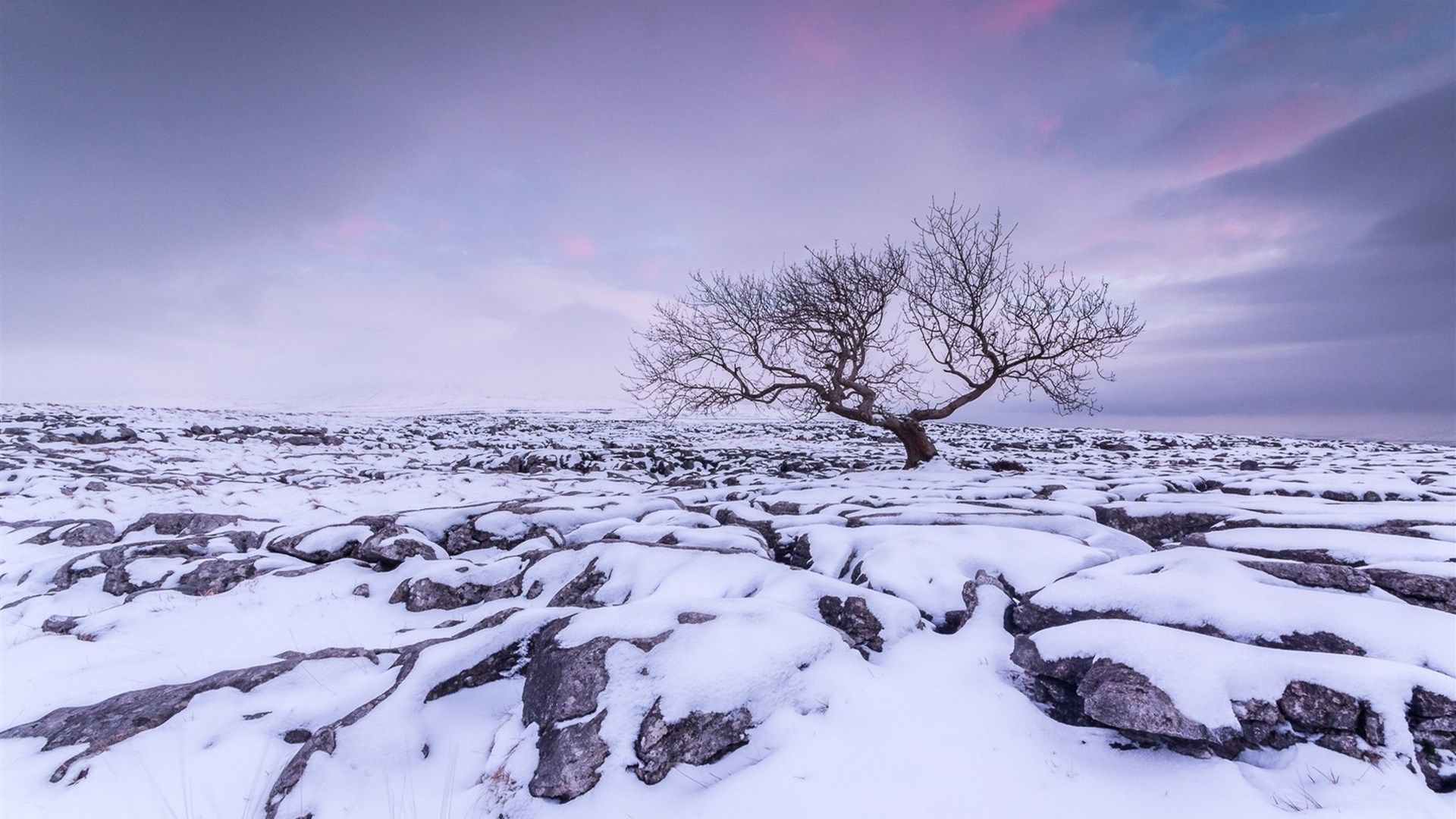 1920x1080 Download Purple Sky Sunset Snow Tree Nature Winter Winter Sunset HD Wallpaper