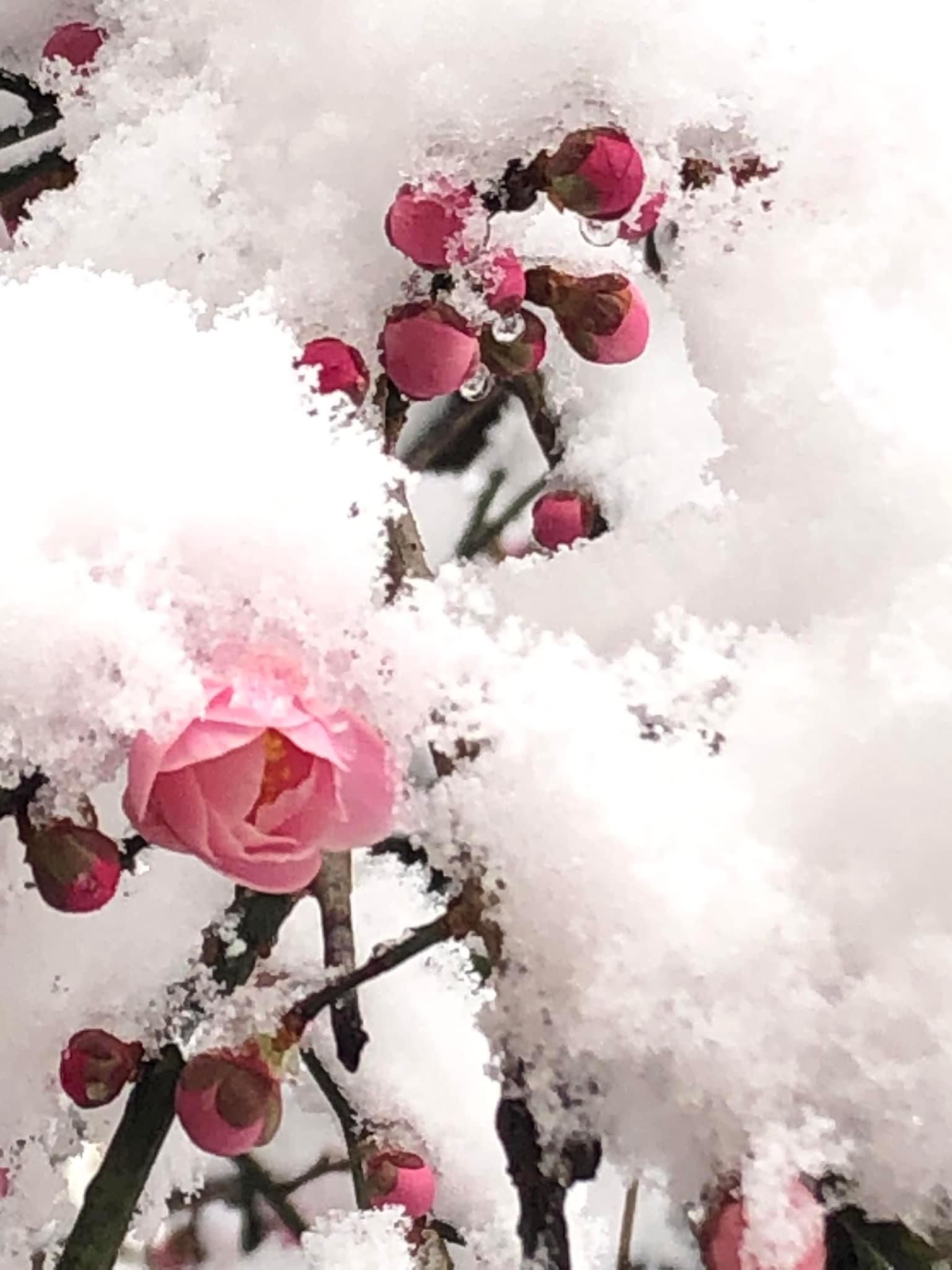 1536x2048 In the depths of winter, Plum season