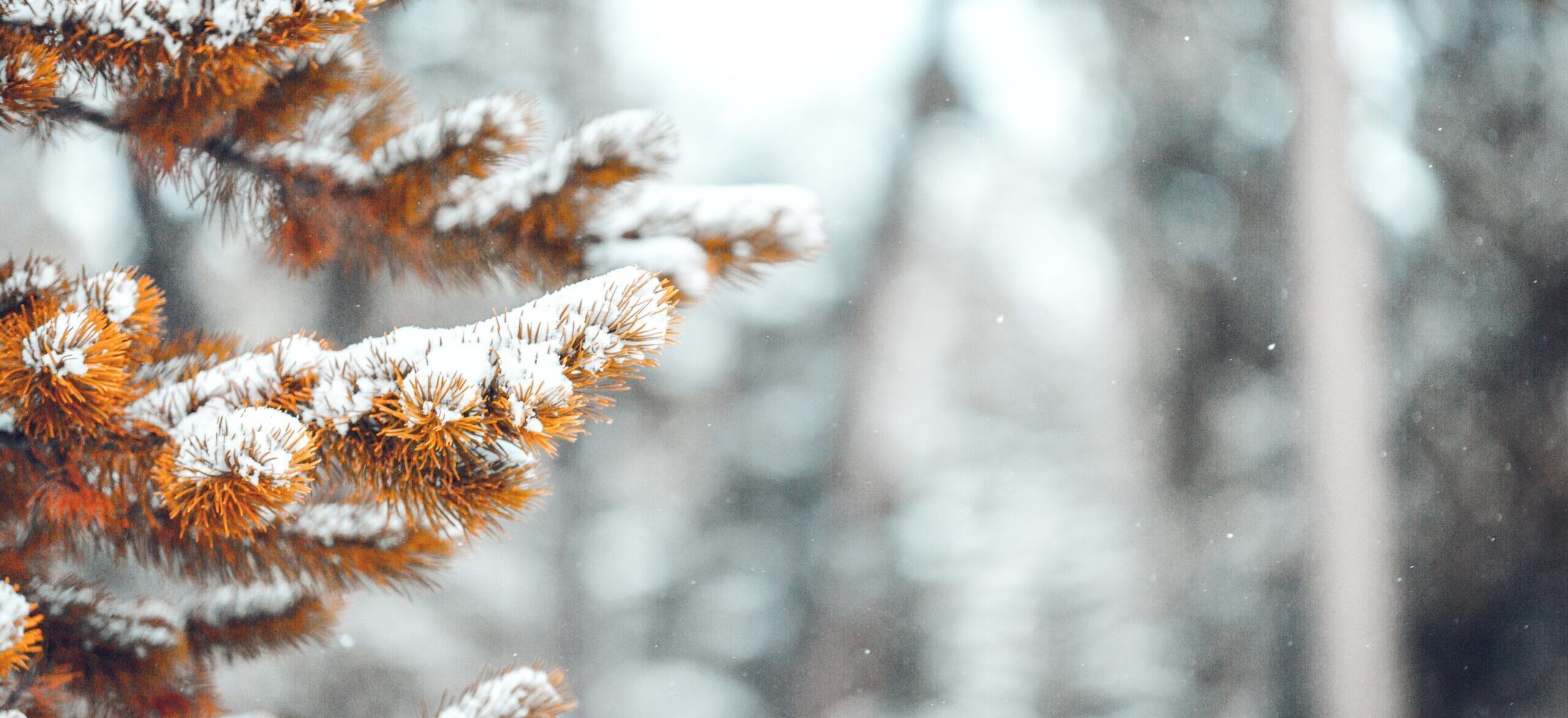 2560x1173 The Winter of Our Grief. Alliance of Hope