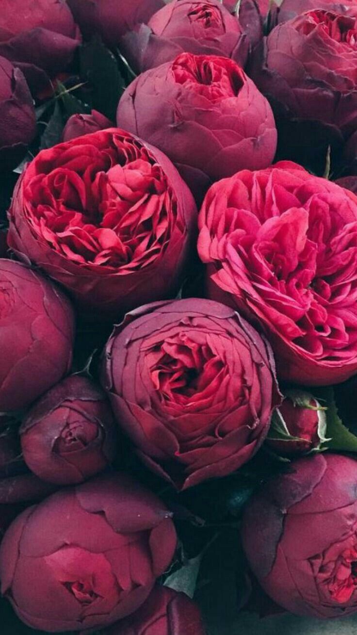 736x1309 Red peonies R. Peony wallpaper, Amazing flowers, Beautiful flowers
