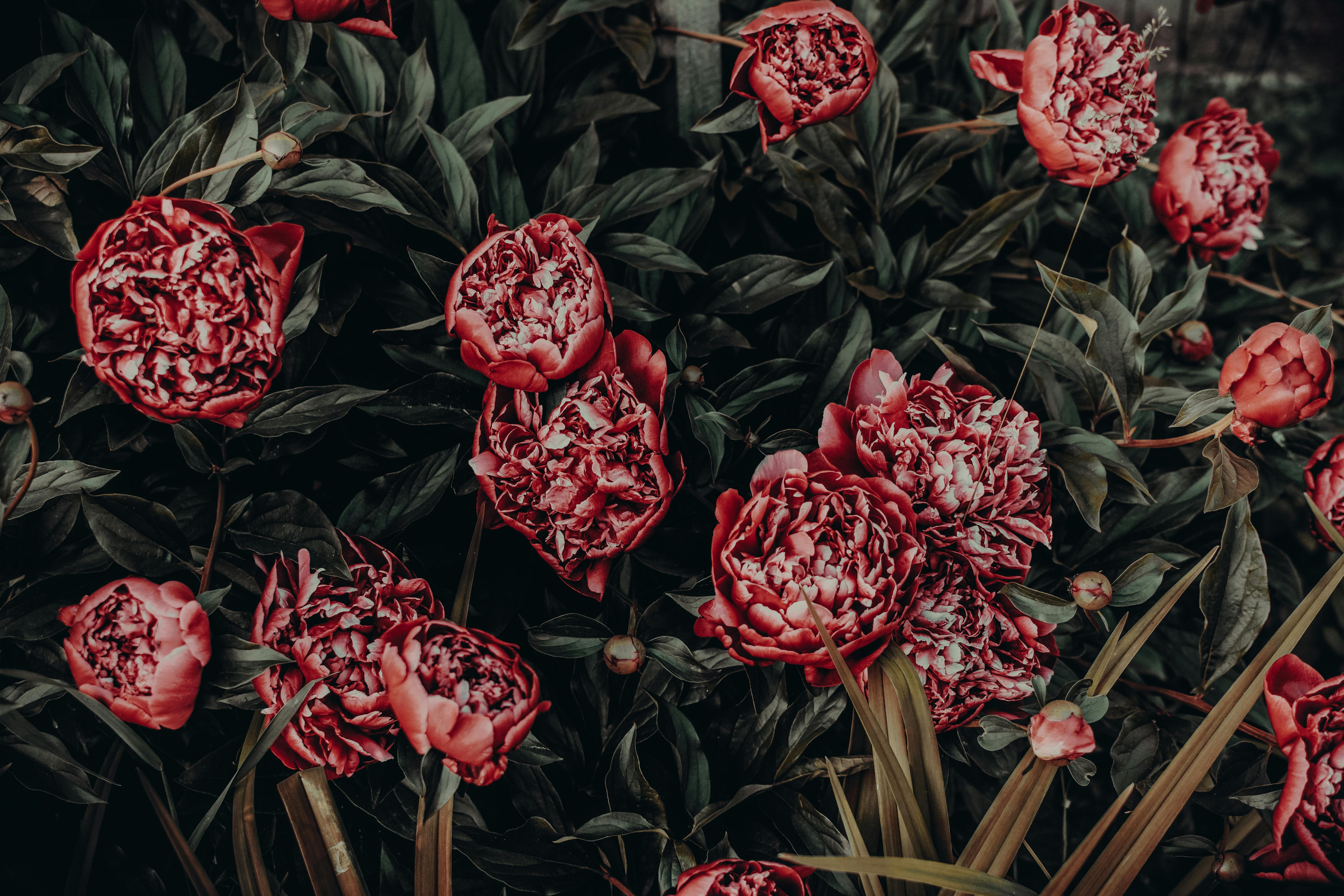 6000x4000 Red Peonies Photo, Download The BEST Free Red Peonies & HD Image