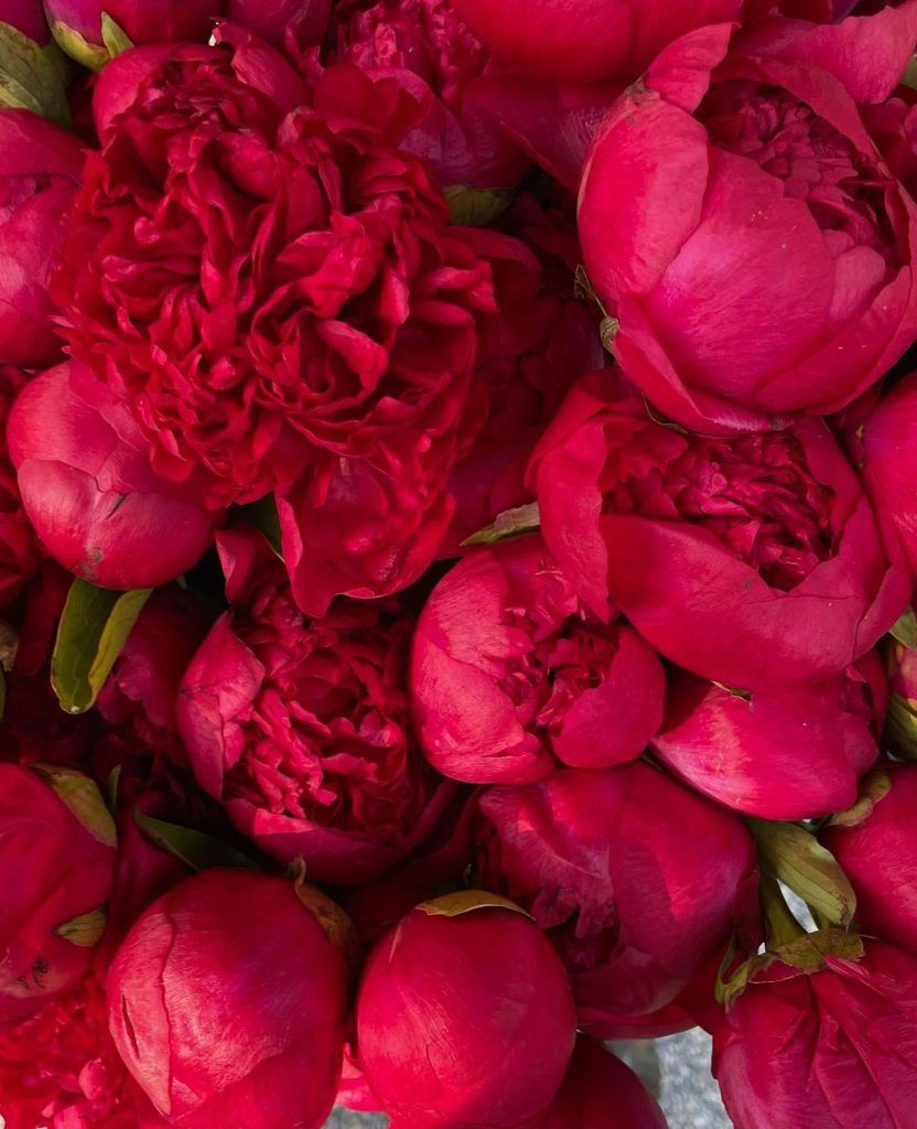 832x1024 Romantic Red Peonies. Style Your Wedding with Passion