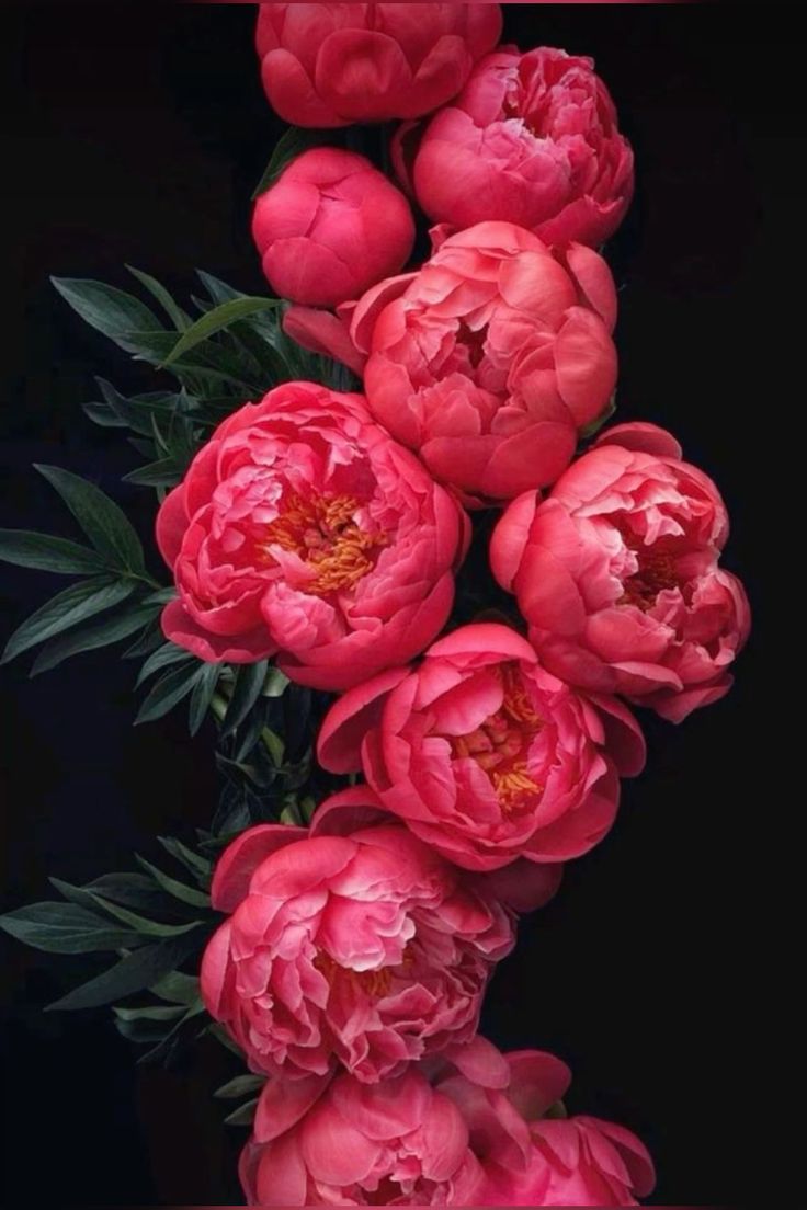 736x1104 Stunning Pink Flowers on Black Background