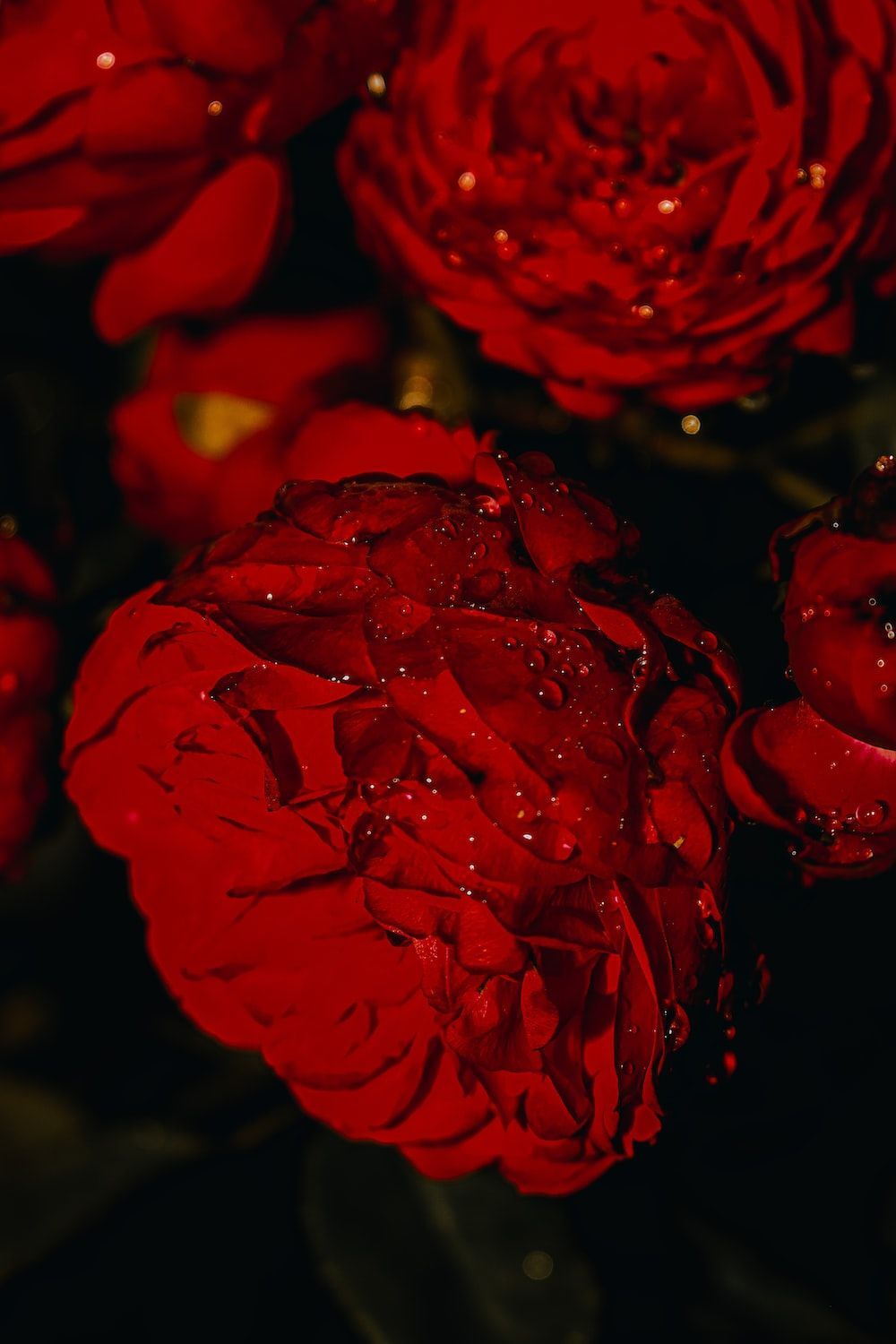 1000x1500 Red Peony Picture, Photo, and Image for Facebook, Tumblr, Pinterest, and Twitter