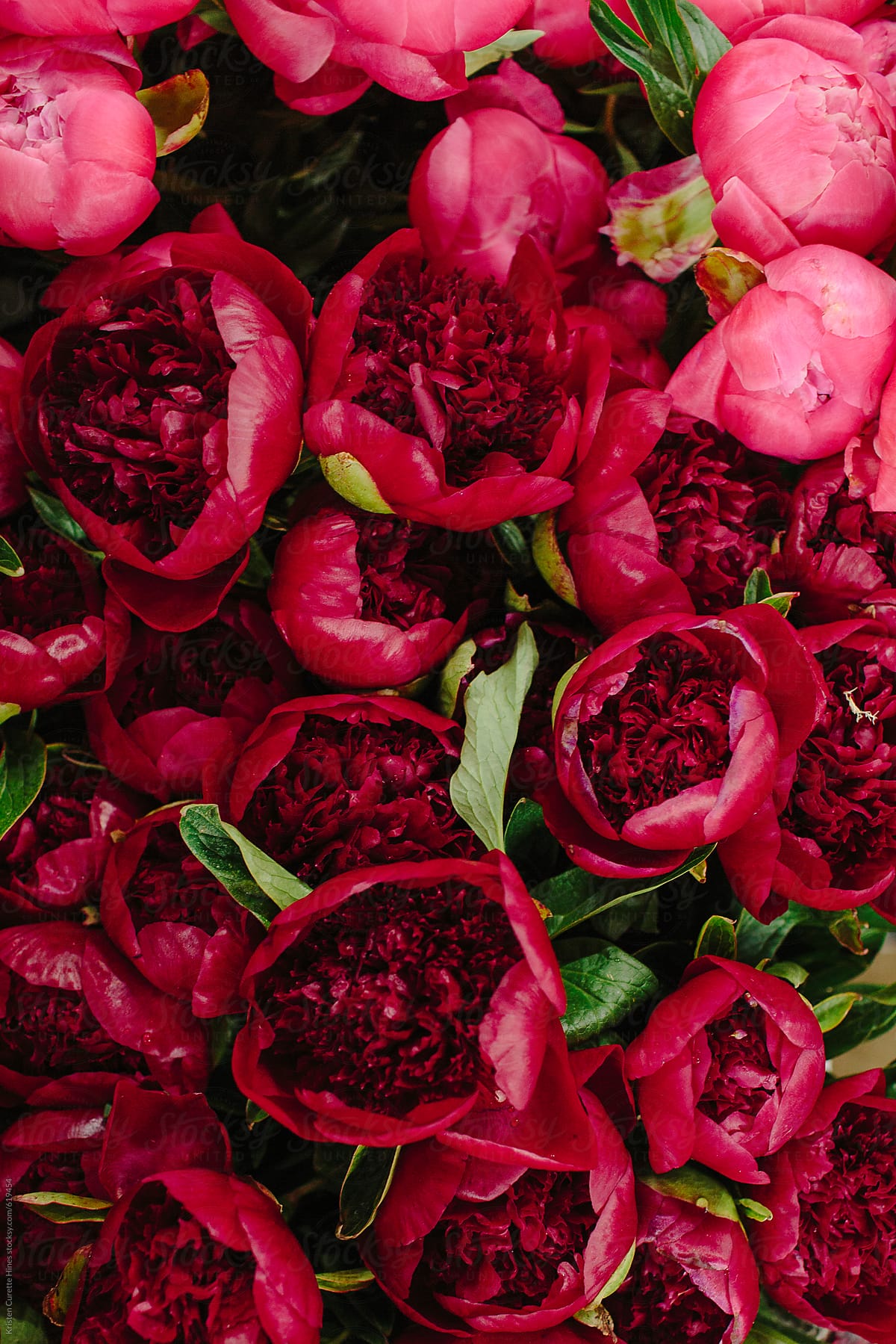 1200x1799 A Group Of Red Peonies At The Flower Market & Daemaine Hines